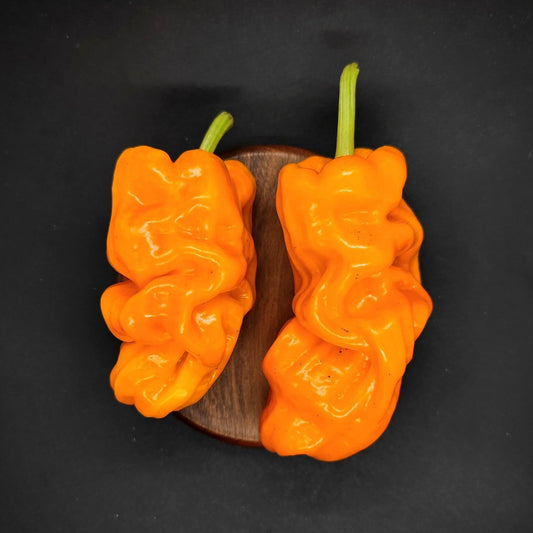 Two vibrant orange Dragons Toe peppers from PepperMerchant.net, featuring wrinkled surfaces and green stems, are placed side by side against a dark background on a round wooden piece. The striking visual contrast of these hybrid peppers makes them perfect for adding flair to Asian dishes.