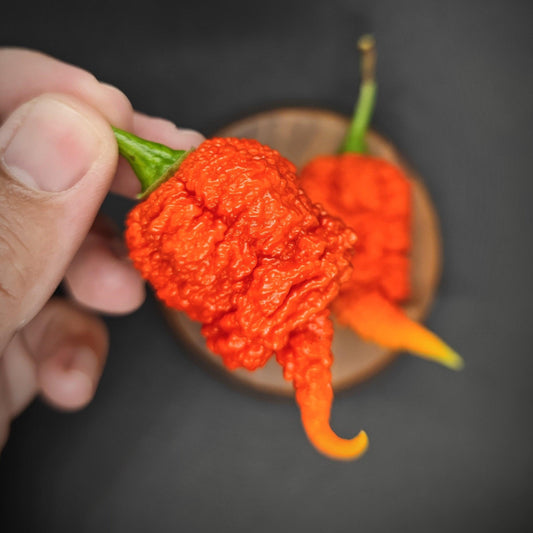 A close-up of a hand holding a bright red RB003 superhot pepper from PepperMerchant.net, characterized by its wrinkled texture. In the background, another renowned 7 Pot Brainstrain pepper rests on a small round wooden dish, both peppers displaying their green stems and unique bumpy, irregular surfaces.