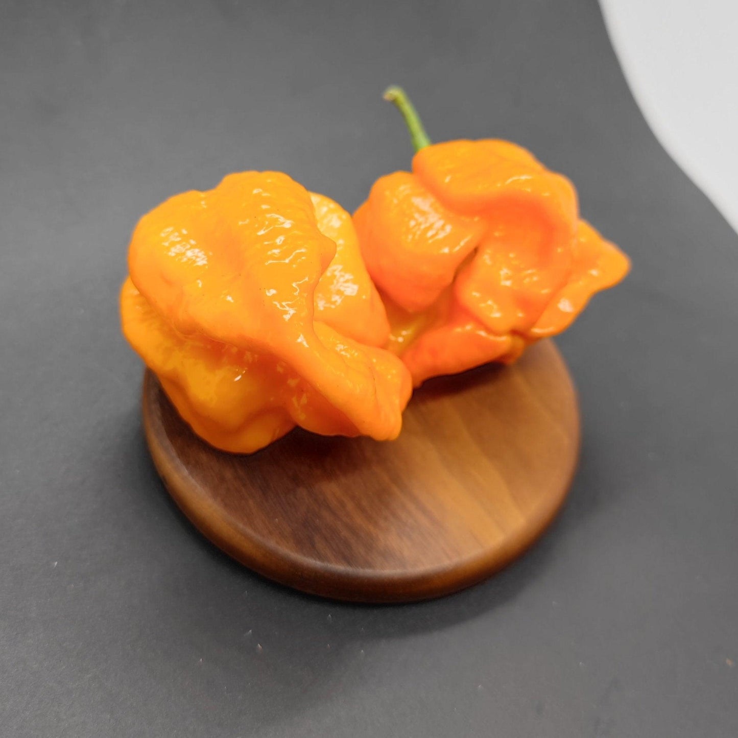 Two bumpy, bright orange Orange Moruga peppers from PepperMerchant.net are displayed on a small, round wooden platform against a dark background. The peppers feature a glossy surface, with one bearing a green stem—an enticing sight for hot sauce enthusiasts.