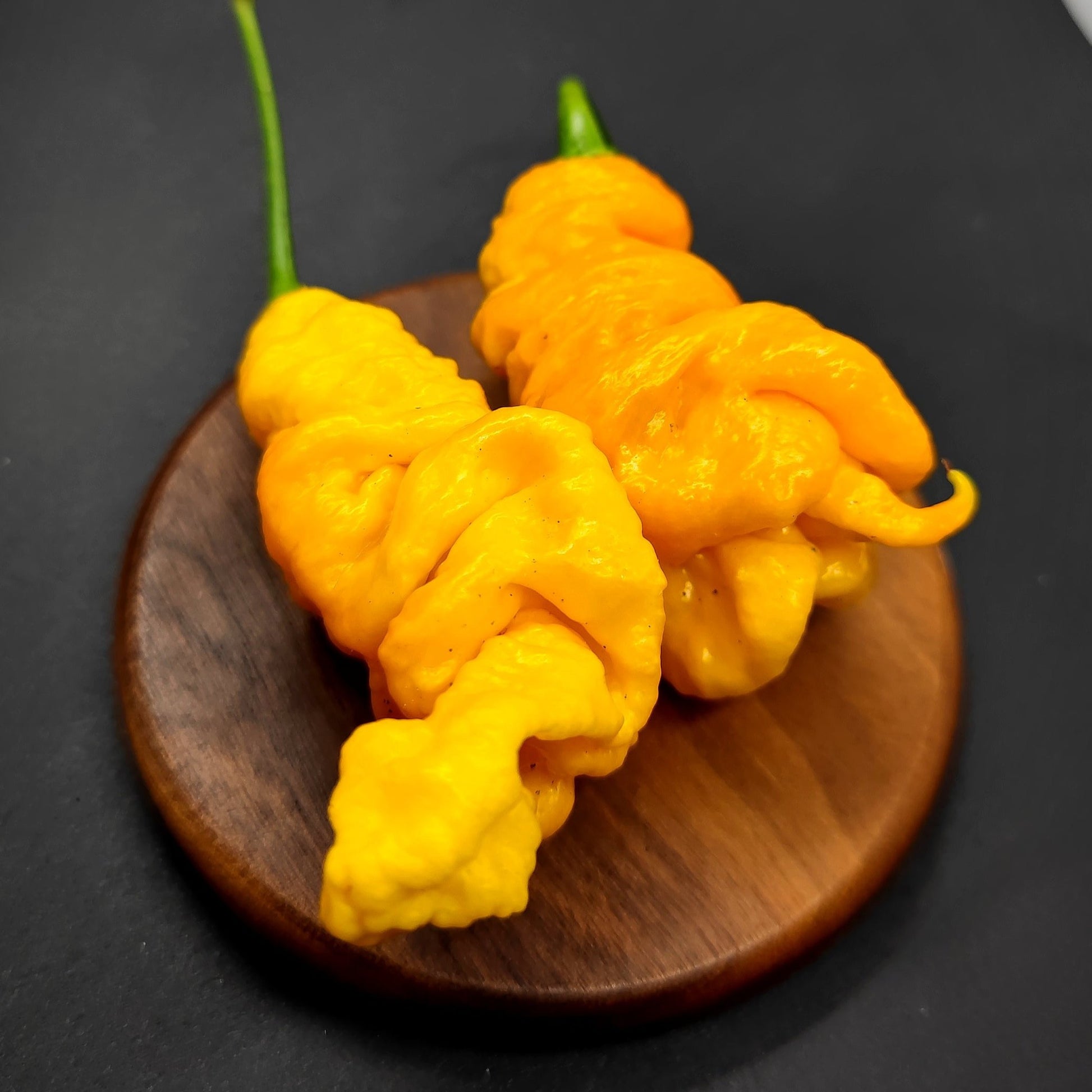 Two vibrant yellow peppers, resembling the fiery Mantis Claw Yellow from PepperMerchant.net, display a wrinkled texture as they rest on a wooden dish against a dark backdrop. Their green stems enhance their twisted look, making them ideal for those looking to create a bold hot sauce.