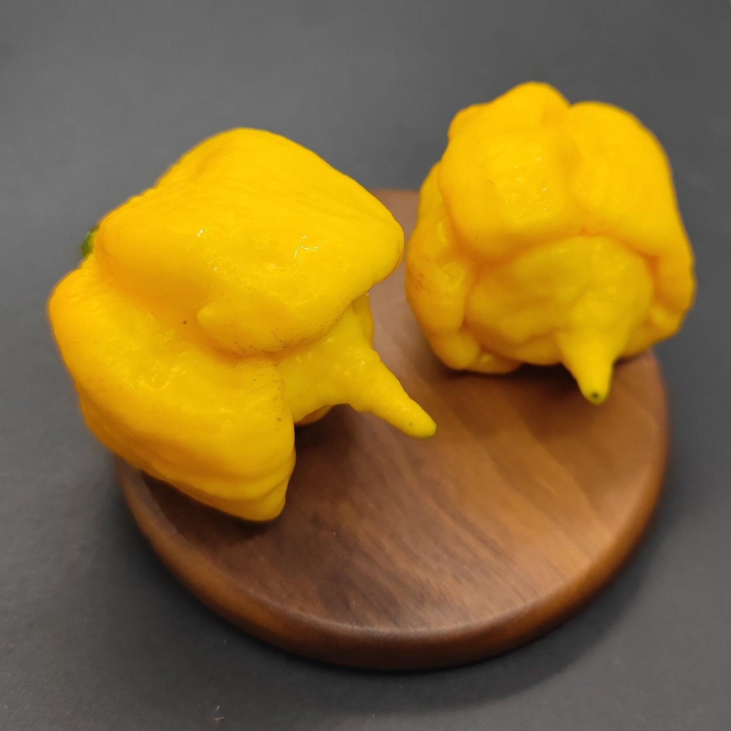 Two 7Pot Primo Yellow peppers from PepperMerchant.net, featuring vibrant yellow hues and irregular, wrinkled textures, are displayed on a round wooden surface against a plain dark background. The superhot peppers showcase prominent pointed ends and a bumpy appearance.