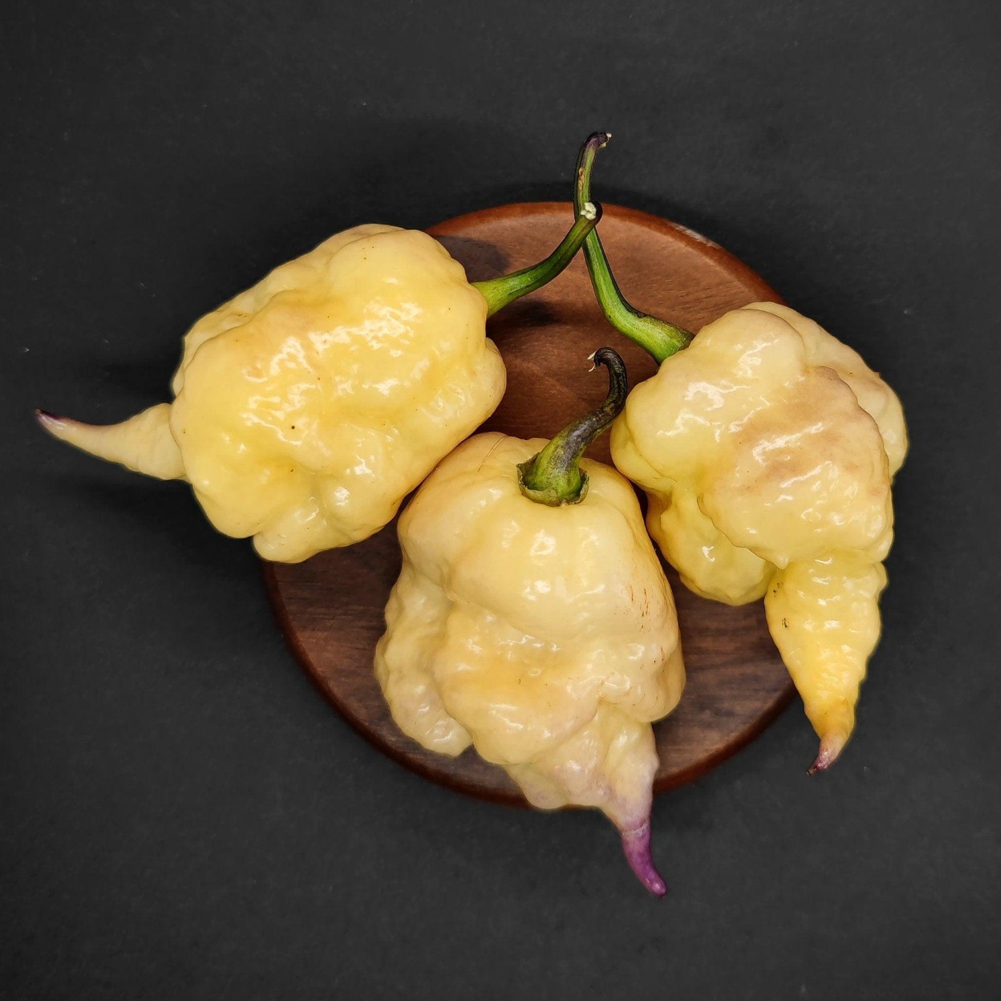 A wooden tray holds three wrinkled, yellow Jays x Pink x Lemon Reaper peppers with green stems. These superhot peppers, from PepperMerchant.net, showcase irregular shapes and stunning purple haze at their tips, set against a dark background.