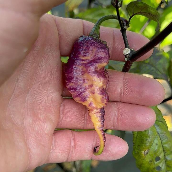 A close-up of a hand holding a uniquely colored Boar Claw pepper by PepperMerchant.net. The pepper is variegated, displaying shades of purple, yellow, and orange with a wrinkled, slightly twisted shape. It is attached to a green stem and surrounded by green leaves in the background.