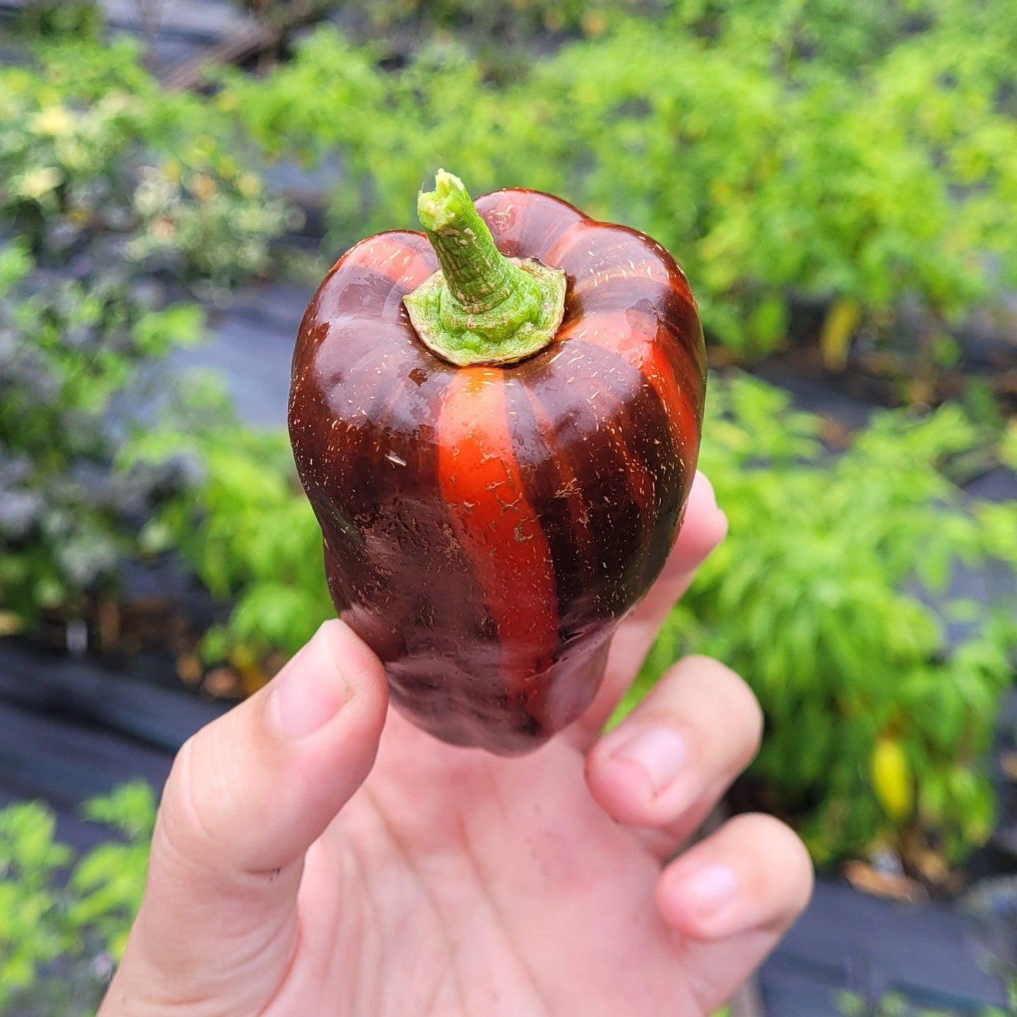 **A hand holding a Mocha Swirl bell pepper from PepperMerchant.net, showcasing its unique pod shape and glossy brown skin with a vibrant red streak running vertically across it, all set against a blurred green garden background.**