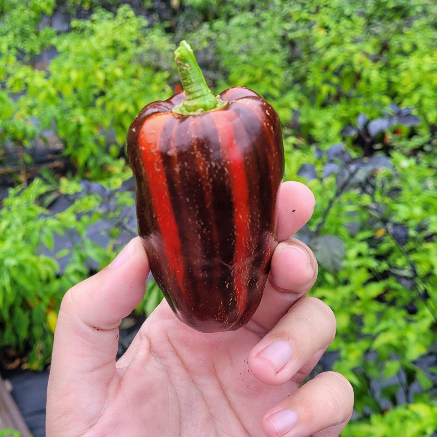 A hand holding a ripe Mocha Swirl bell pepper from PepperMerchant.net, showcasing its striking pattern of vertical red and dark brown stripes. The background features a field of lush green plants, slightly blurred to highlight the pepper in the foreground, cultivated from seeds renowned for their unique pod shape.