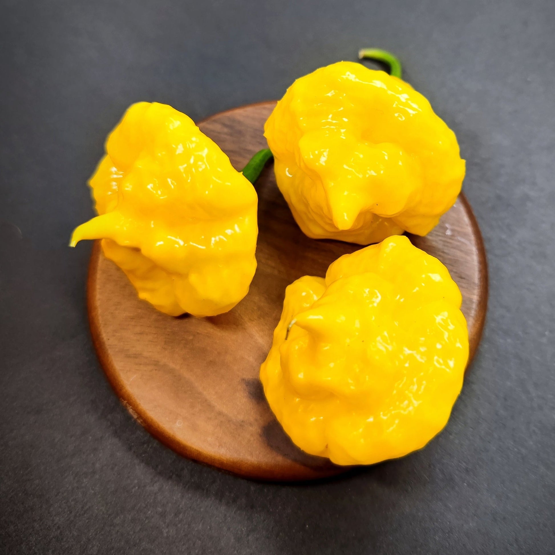 Three KSLS peppers from PepperMerchant.net, celebrated for their hybrid attributes and moderate heat, showcase their textured bright yellow skin on a round wooden disk against a dark backdrop.