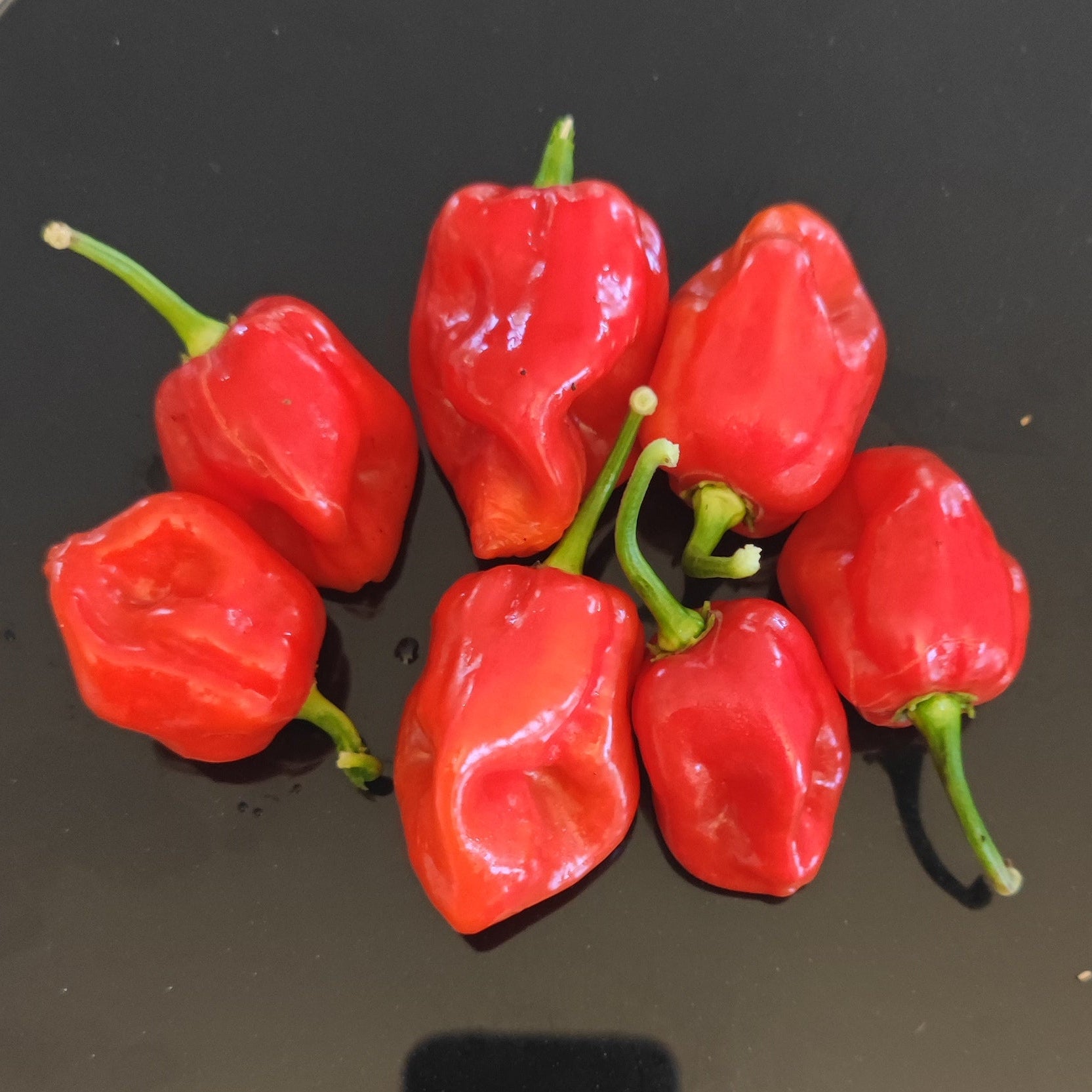 Seven glossy, bright red Habanero KS1 peppers from PepperMerchant.net, with green stems and slightly wrinkled skin, are displayed on a shiny black surface. These high-yield peppers are famous for their intense flavor and heat.