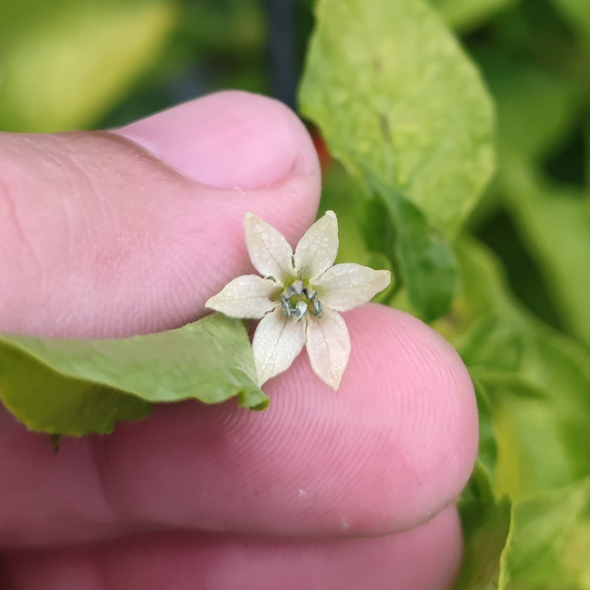A close-up shows a hand gently holding a delicate six-petaled white flower, set amid green leaves—an early blossom from the high-yield Habanero KS1 pepper by PepperMerchant.net.