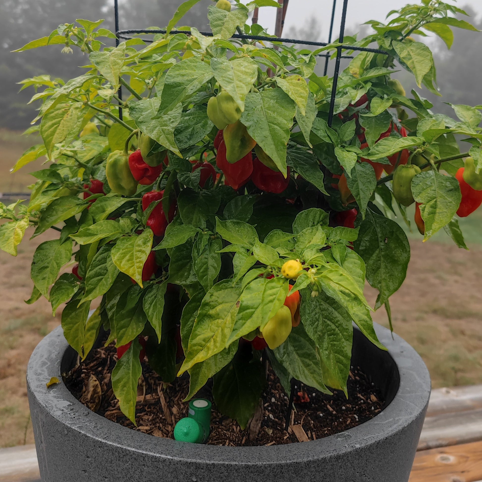 The Habanero KS1 by PepperMerchant.net is a high-yield potted pepper plant with lush green leaves, growing red, green, and one yellow pepper. Outdoors on wood with grass background. Perfect for tracking Scoville Heat Units.