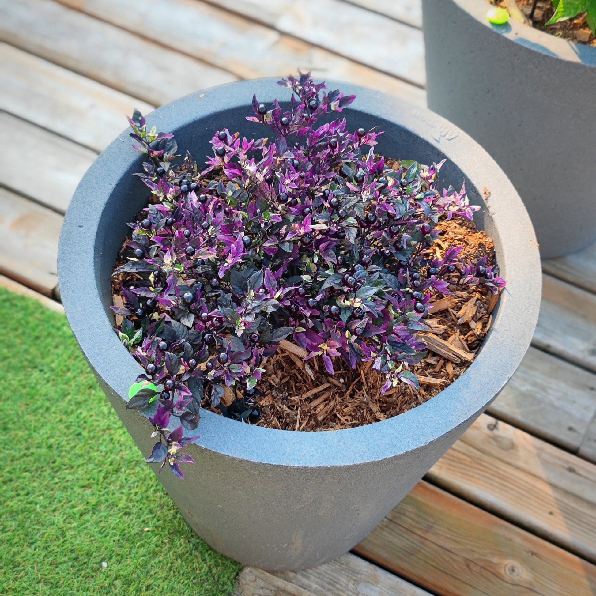 A gray planter on a wooden deck holds a lush PepperMerchant.net Daybreaker plant with small, dark purple and green leaves, surrounded by brown mulch. Nearby are part of another planter and a patch of artificial grass.