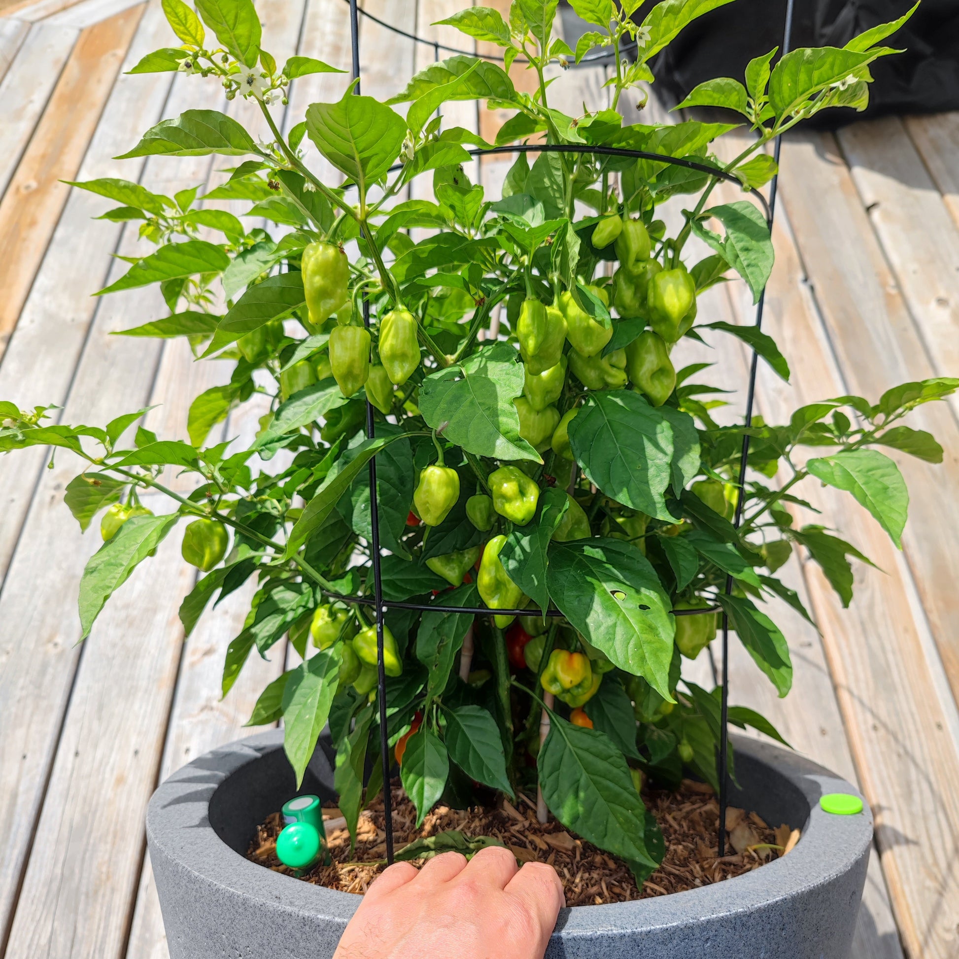 A hand holds a large gray planter with a thriving Habanero KS1 pepper plant from PepperMerchant.net, supported by a black wire cage and basking on a sunlit wooden deck.