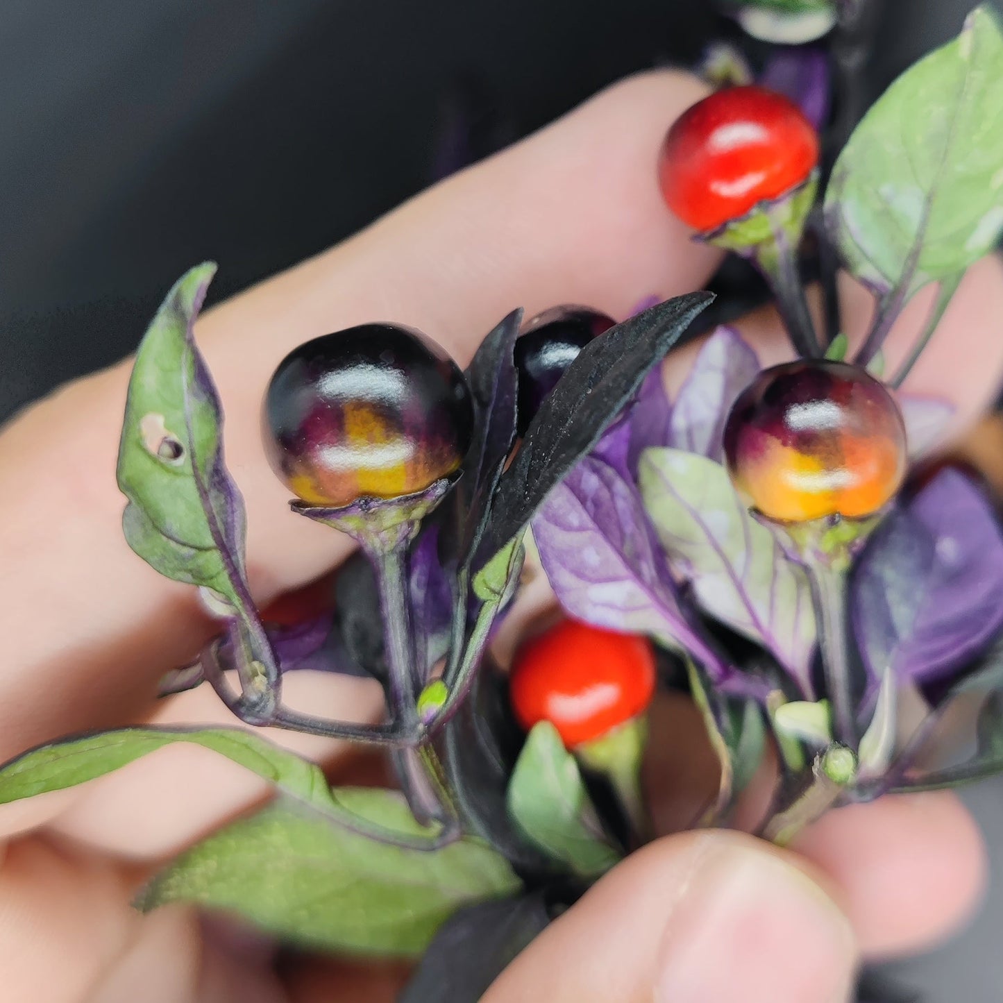 A hand holds a cluster of Daybreaker peppers from PepperMerchant.net, featuring shiny striped pods in dark purple, yellow, and bright red, growing among vibrant purple and green leaves.