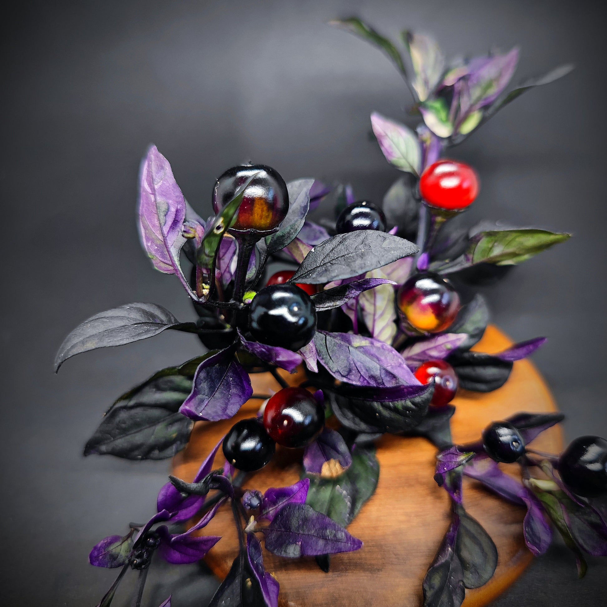 Daybreaker peppers from PepperMerchant.net feature dark purple leaves and small, round fruits—some striped in deep purple and bright red—arranged on a wooden surface with a dark background.