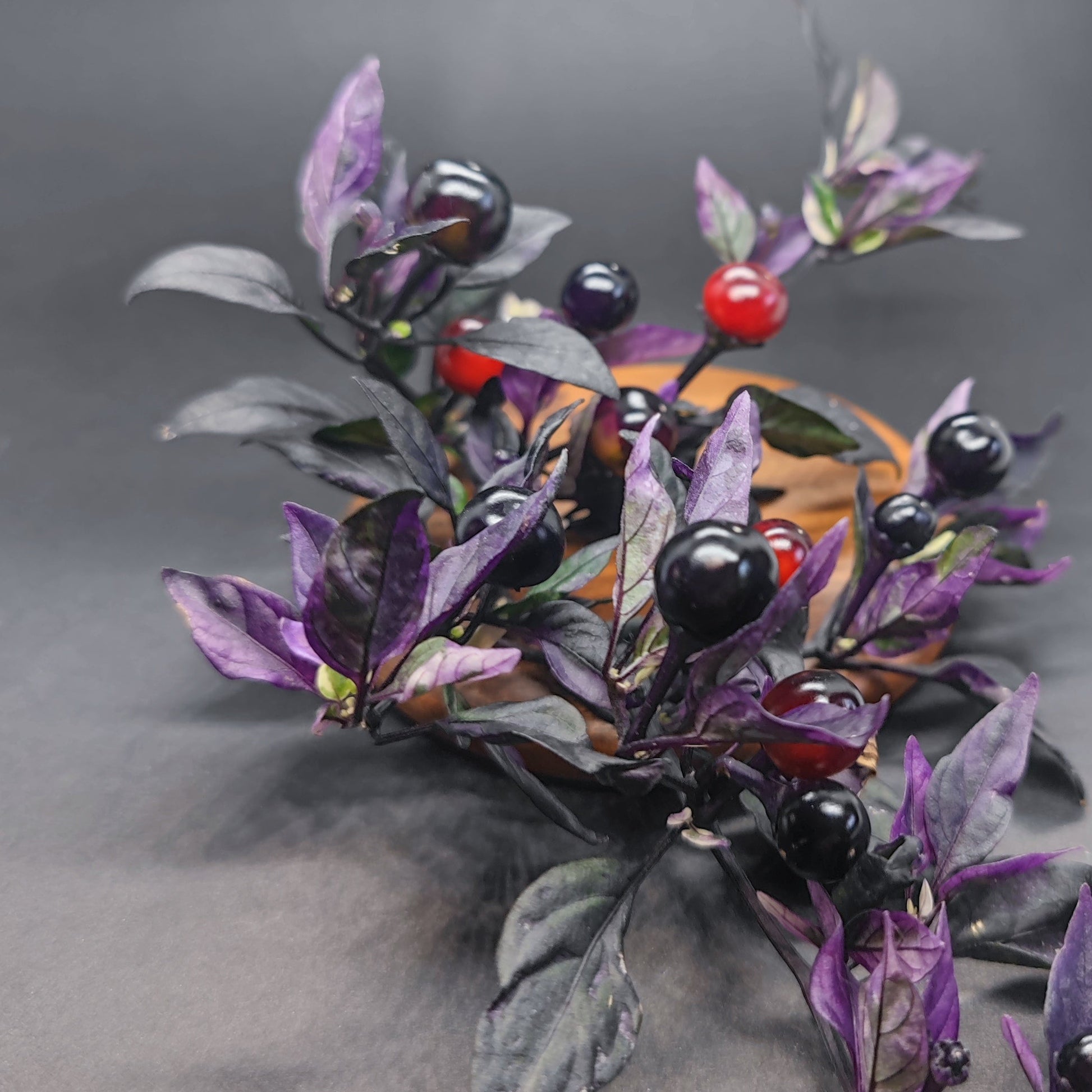 A branch with dark purple leaves and shiny black and red Daybreaker peppers from PepperMerchant.net stands out against a blurred dark background.
