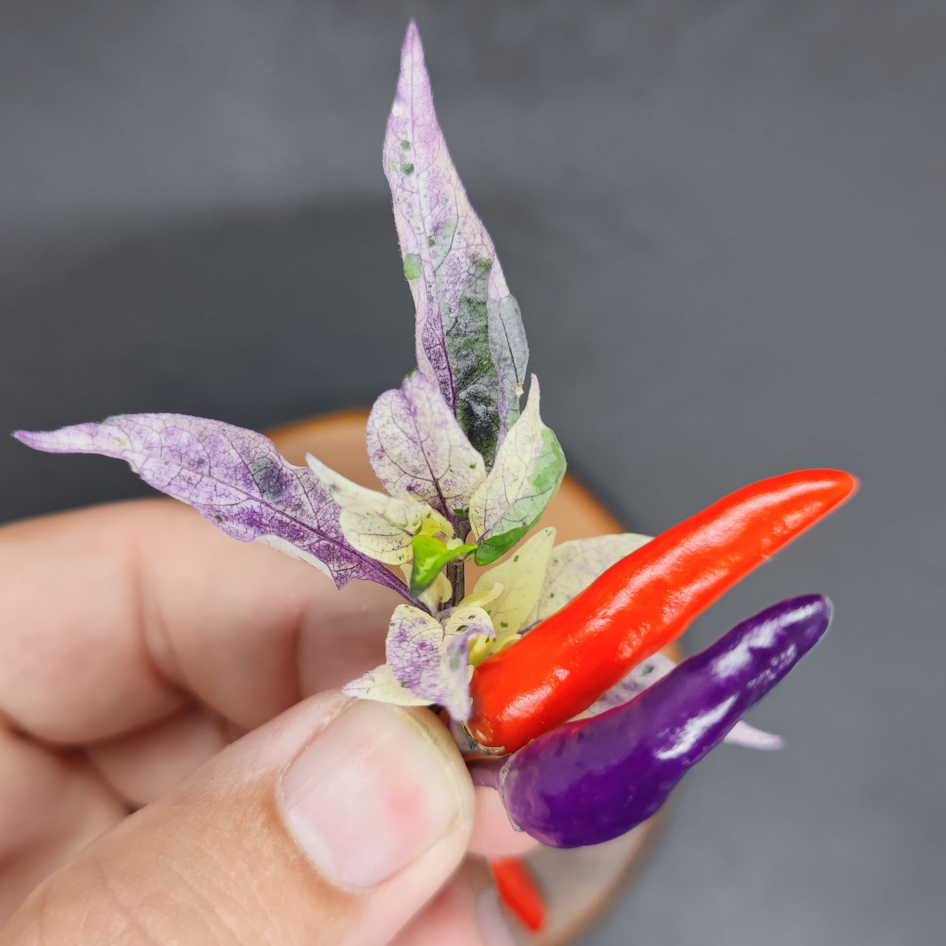 A hand displays Purple Variegated Thai chili peppers with striking purple and green leaves—ideal for anyone seeking unique Thai chili seeds from PepperMerchant.net—set against a dark background.
