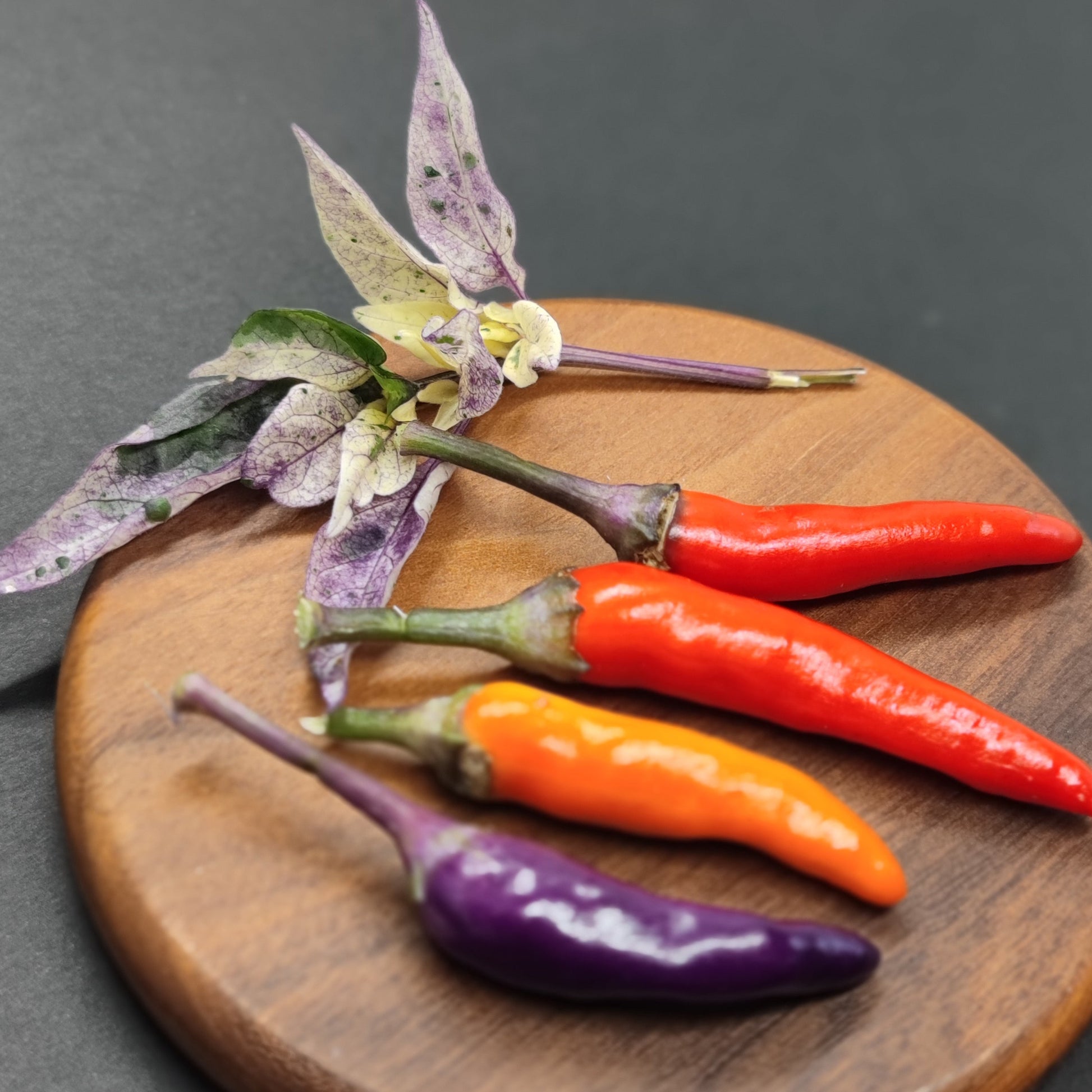 Three Purple Variegated Thai chili peppers from PepperMerchant.net—red, orange, and vivid purple—rest on a round wooden board with a purple-stemmed sprig, two variegated leaves, and a white flower against a dark background.