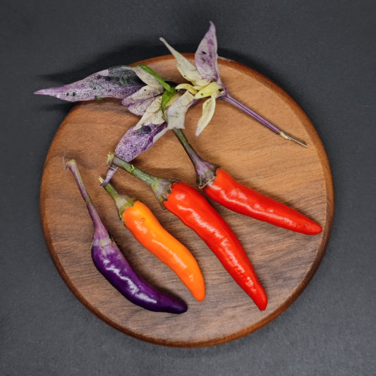 A round wooden plate displays four Purple Variegated Thai chili peppers from PepperMerchant.net in purple, orange, and red, with a purple and white variegated leaf, all set against a dark background.