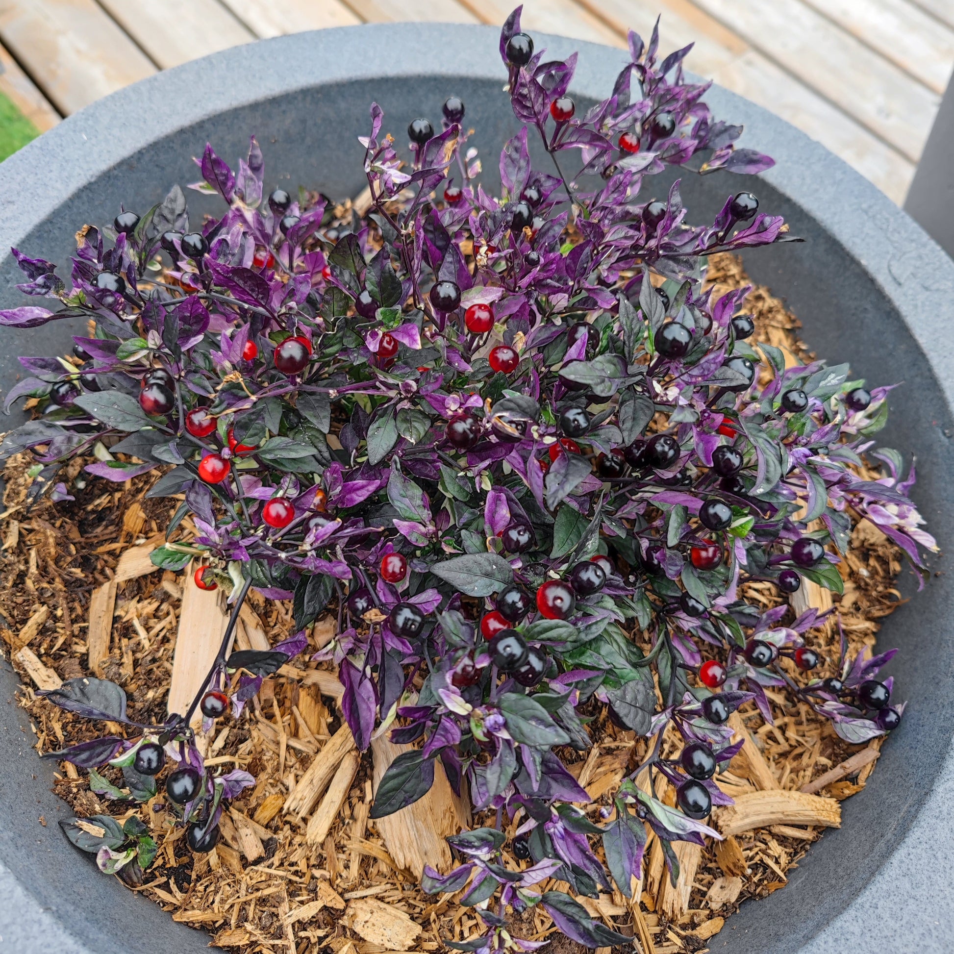 A Daybreaker pepper plant from PepperMerchant.net, featuring dark purple leaves and small striped pods in red and shiny black, is set in mulch in a gray container on a wooden deck.