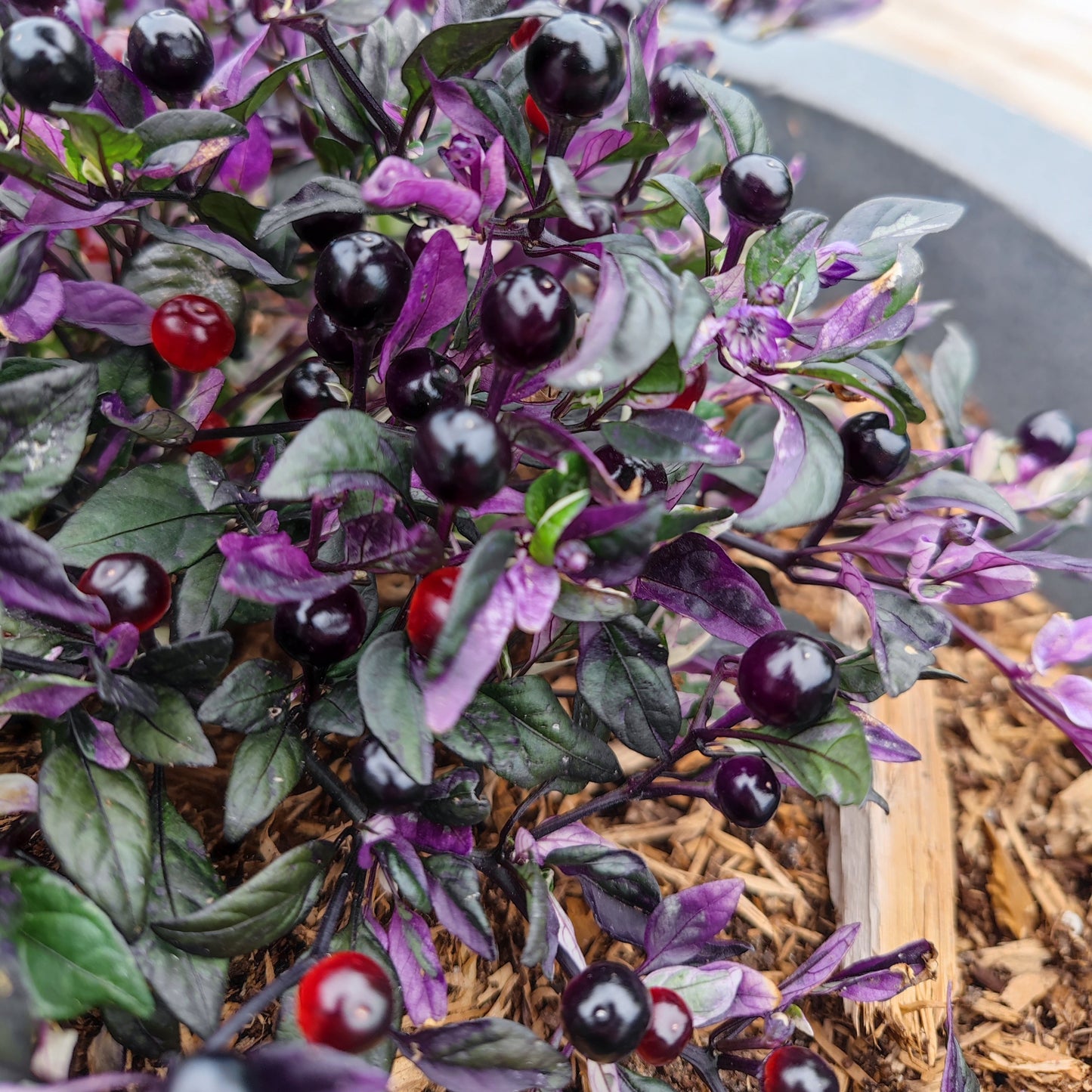 A close-up of PepperMerchant.net’s Daybreaker plant, showcasing vibrant purple and green leaves with striped pepper pods and glossy black and red berries nestled in a mulched garden bed.