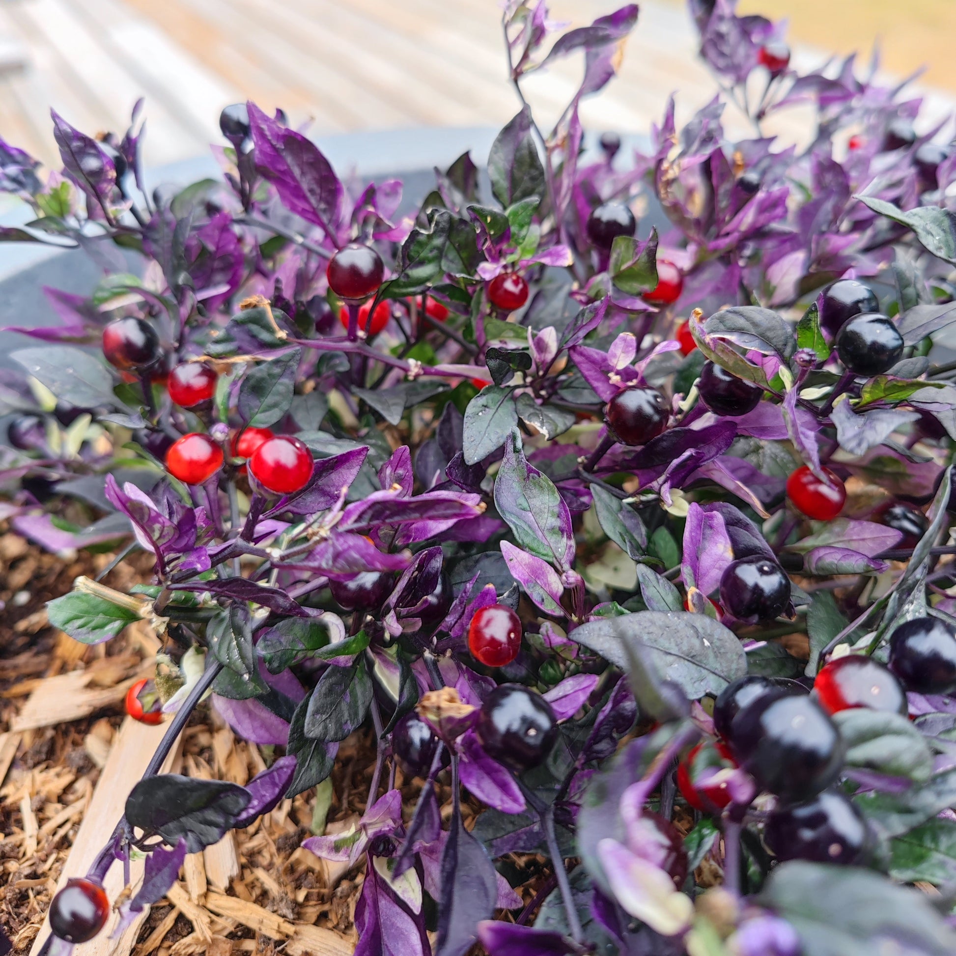 A close-up of a vibrant Daybreaker plant from PepperMerchant.net, with purple and green leaves, glossy red, purple, and black berries, and striped pepper pods, flourishing in a mulched garden bed.
