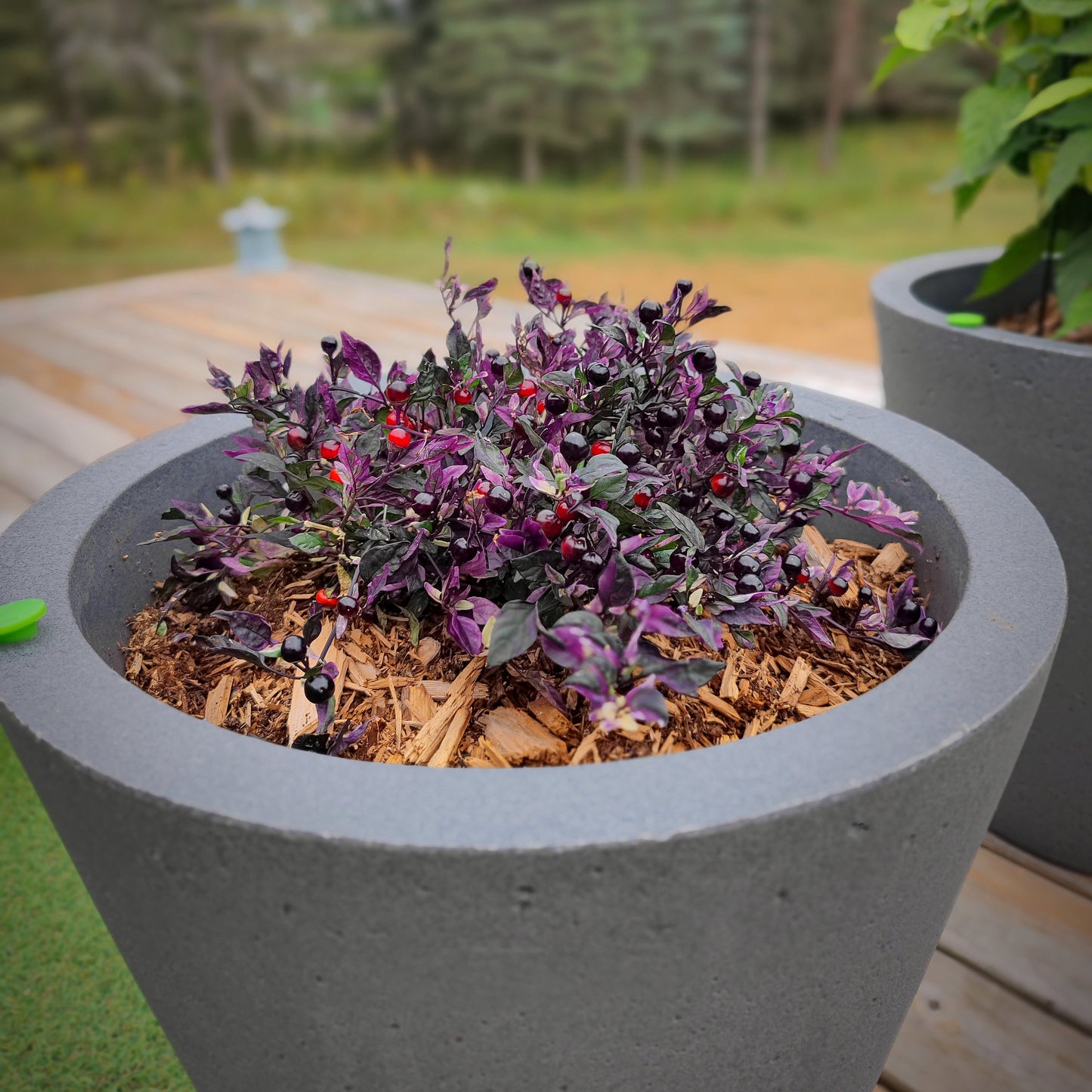 A gray pot holds a bushy Daybreaker pepper plant from PepperMerchant.net with purple leaves and striped pods, sitting on a wooden deck. Another similar pot is partly visible in the background.