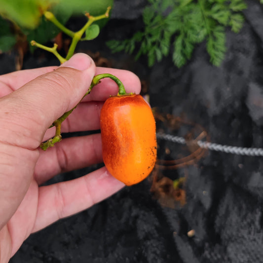 A hand holds a Desert Peach Rocoto pepper by PepperMerchant.net—an orange, oblong moderate-heat pepper with a green stem, with soil and green leaves in the background.