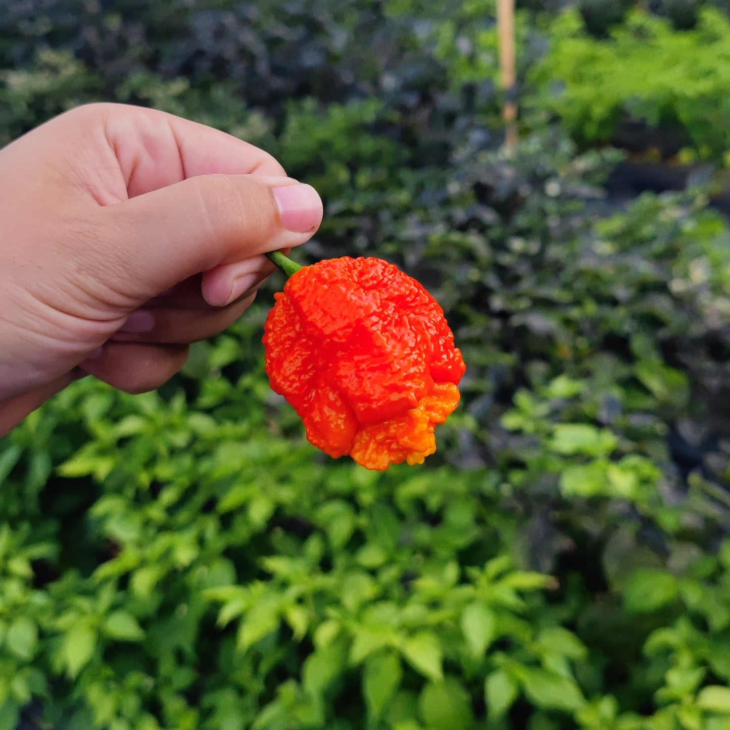 Pêche Miasme Orange