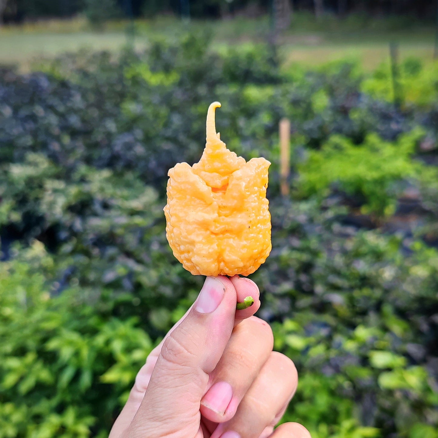 A hand holds a vibrant, bumpy Peach Miasma chili from PepperMerchant.net, its unique curled tip standing out against a blurred garden background.