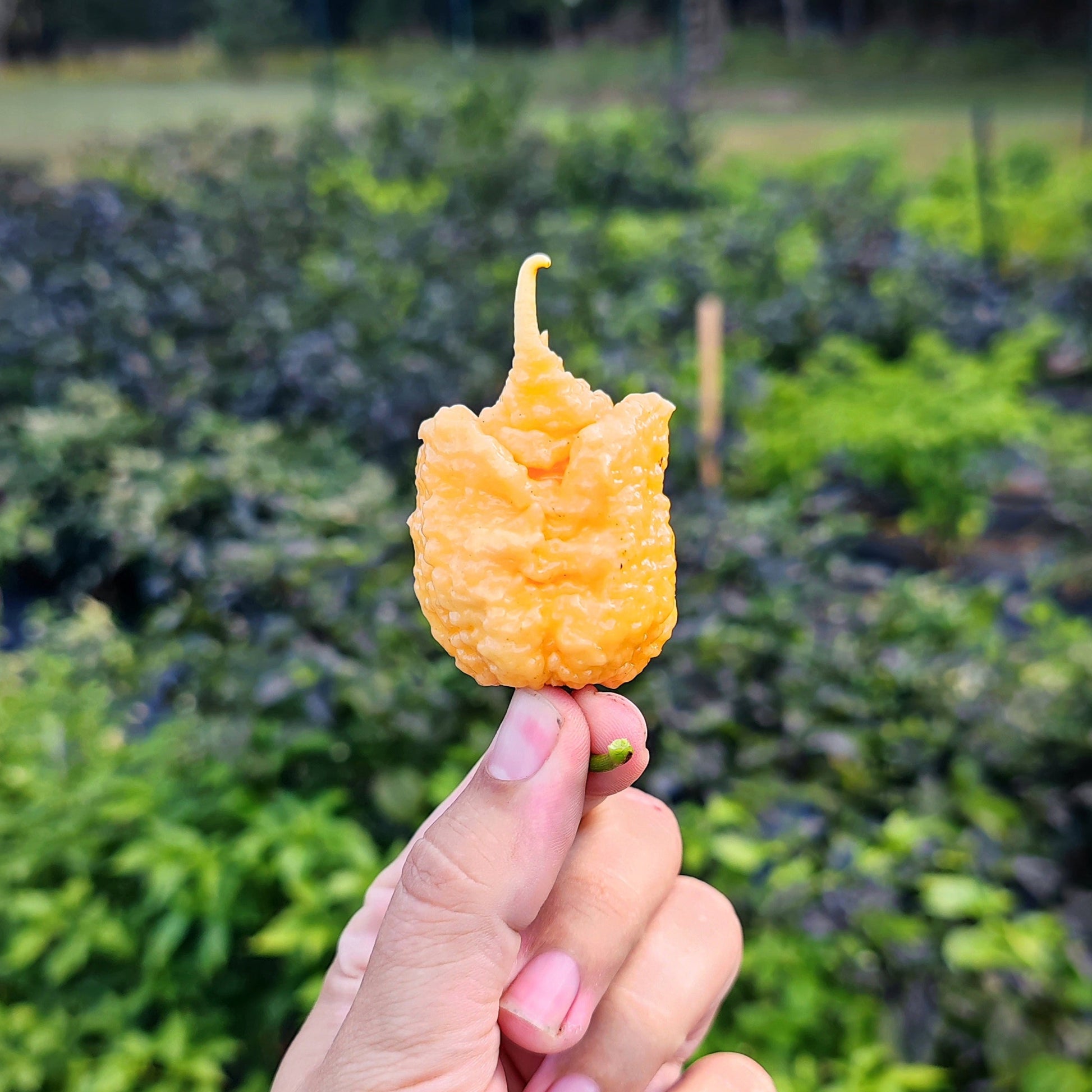 A hand holds a vibrant, bumpy Peach Miasma chili from PepperMerchant.net, its unique curled tip standing out against a blurred garden background.