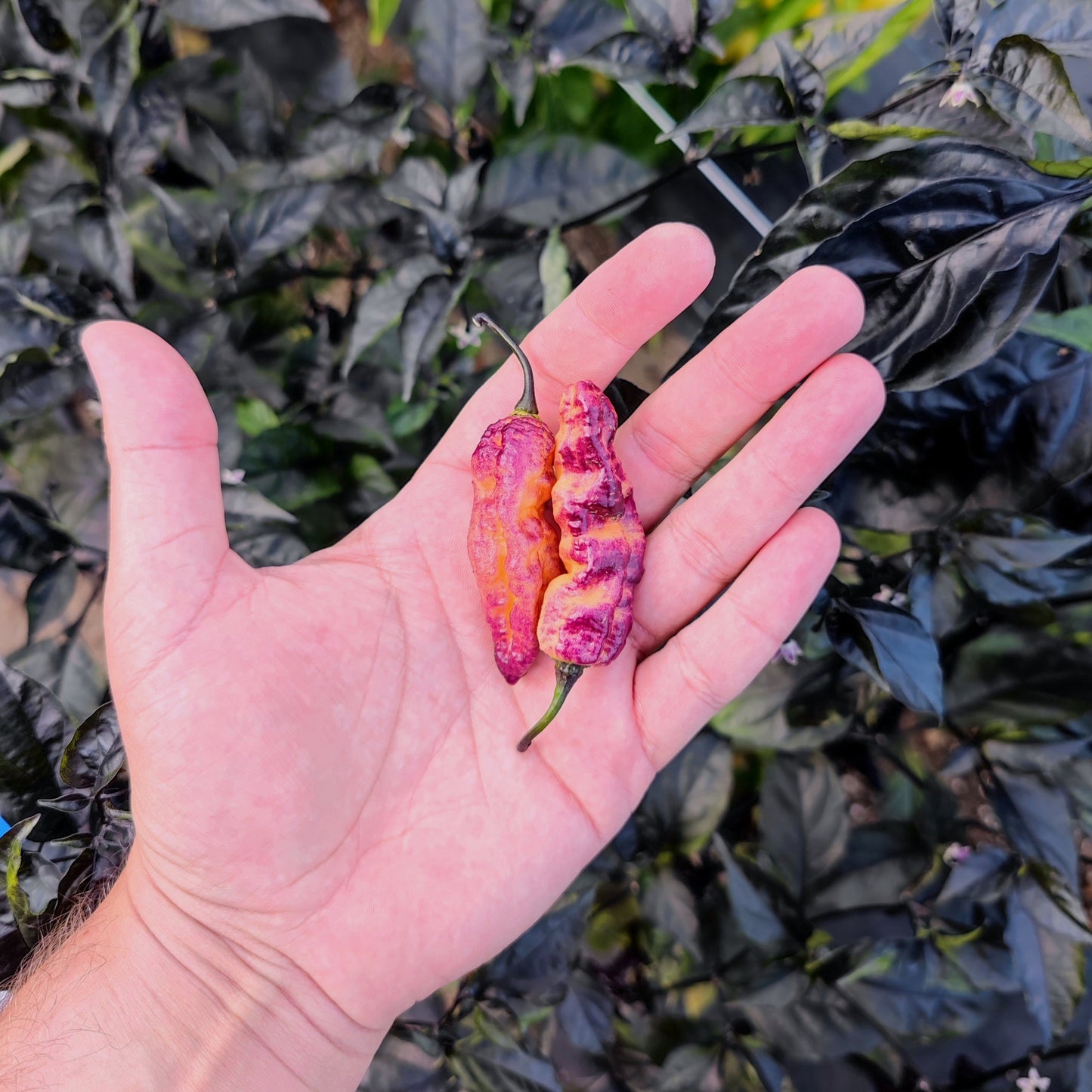 A hand holds two wrinkled, reddish-purple Thanos hot peppers with green stems from PepperMerchant.net, set against a backdrop of dark leafy plants.