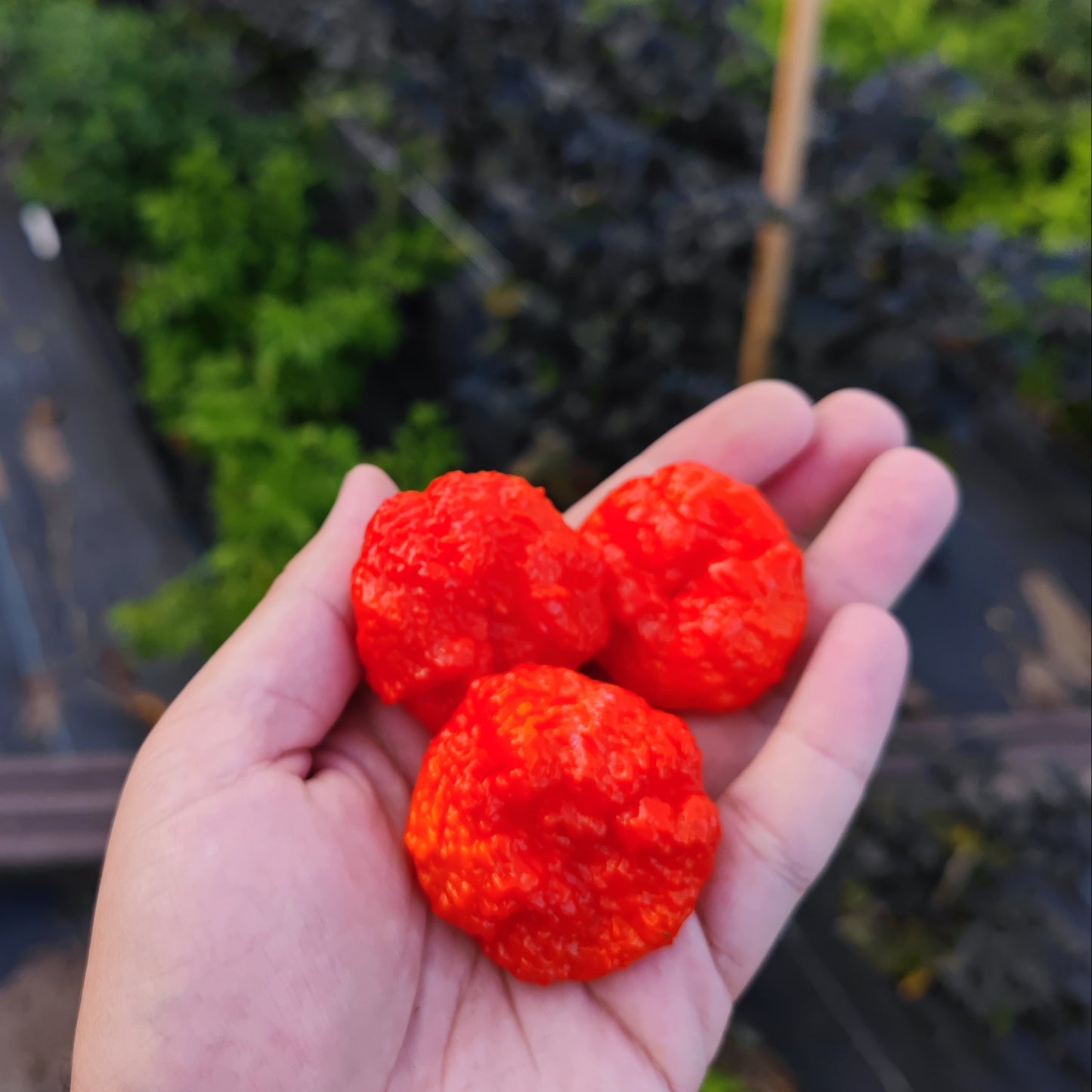 A hand holds three bright red Scotch Brains - Red chili peppers from PepperMerchant.net, ideal for harvesting fiery seeds, outdoors with blurred green and dark plants in the background.