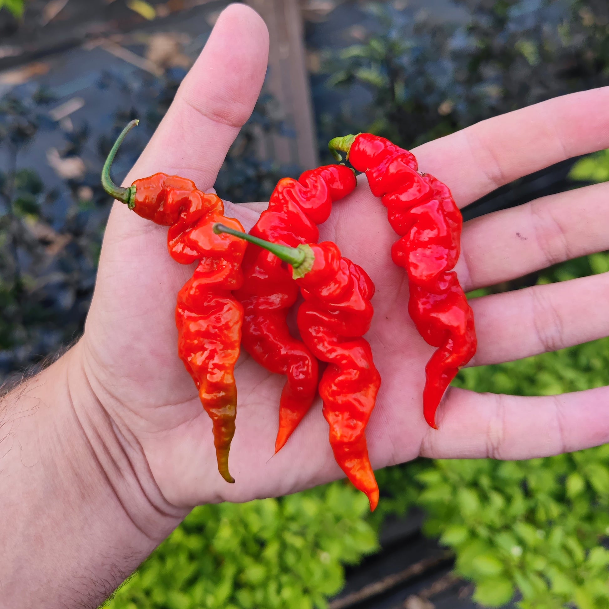 A hand holds four bright red Zou-Pi x Ghost chili peppers from PepperMerchant.net, their green stems vivid against a blurred background of plants and soil.