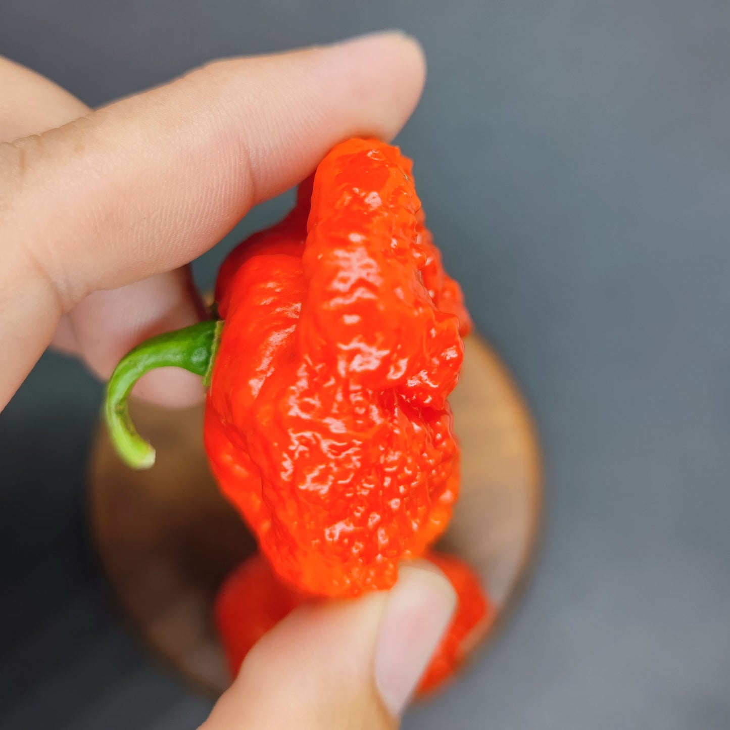 A hand holds a vibrant red Scotch Brains pepper from PepperMerchant.net—ideal for those seeking hot pepper seeds—set against a dark, blurred background.
