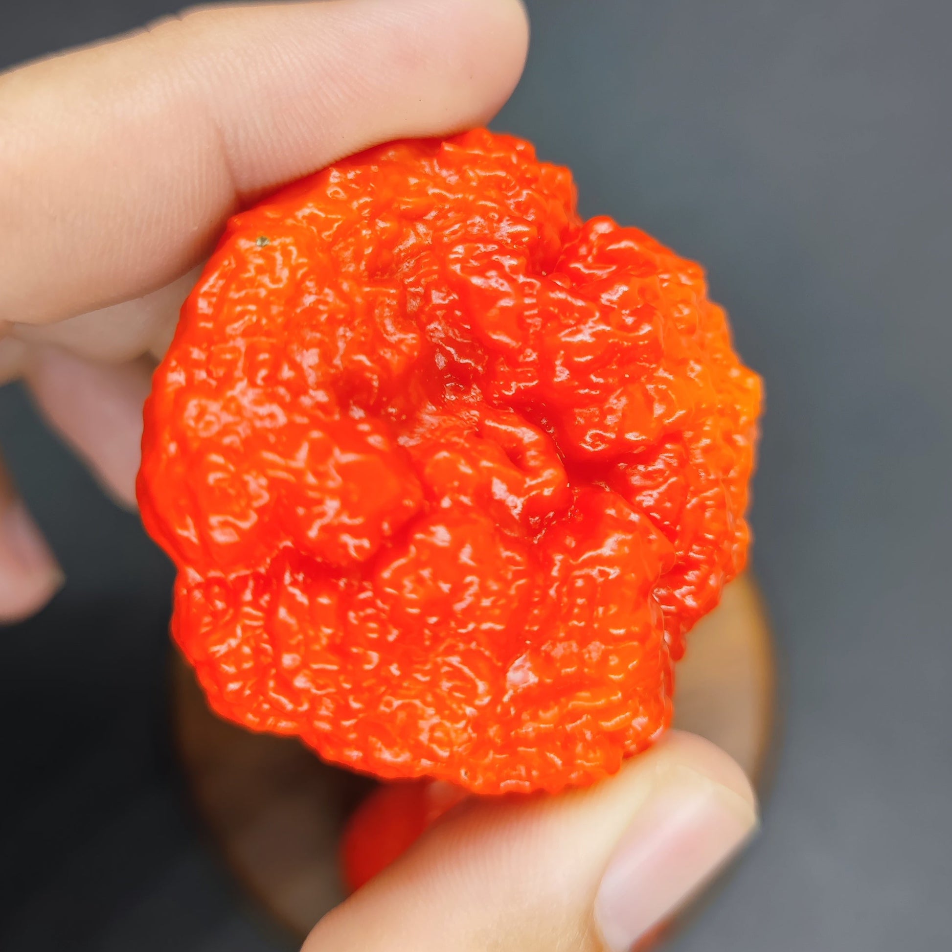 A close-up of a hand holding a vibrant red, wrinkled Scotch Brains - Red chili pepper from PepperMerchant.net, grown from their hot pepper seeds, set against a dark blurred background.