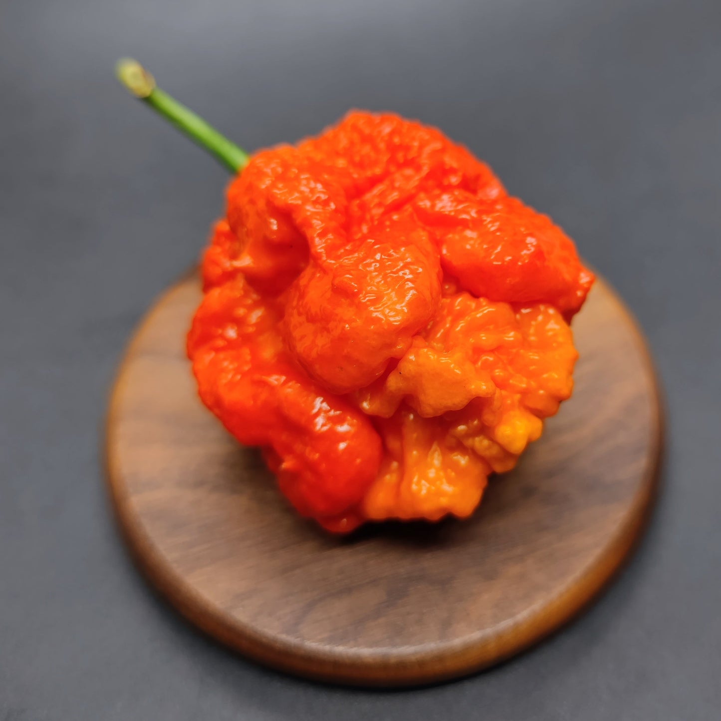 Pêche Miasme Orange