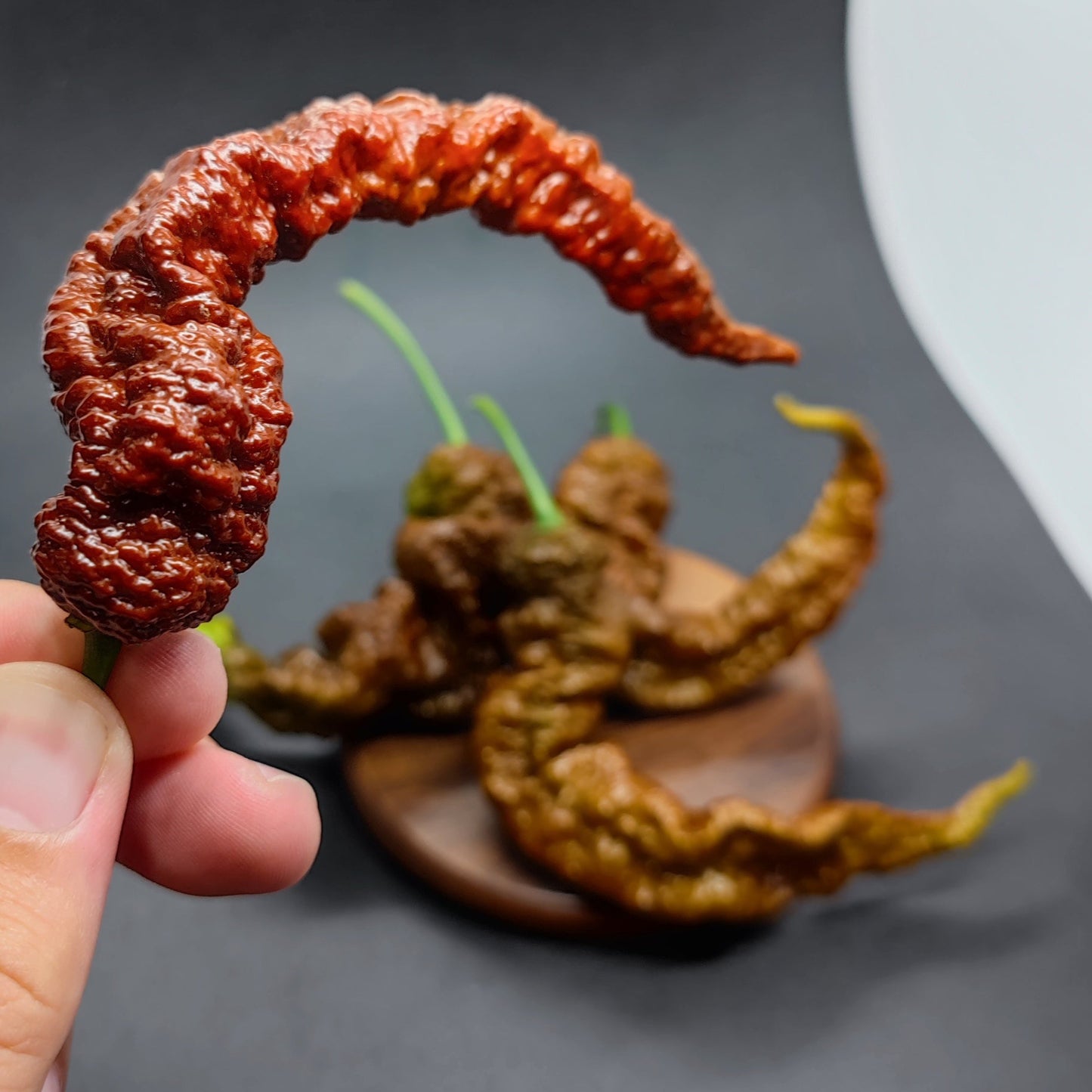 A hand holds a wrinkled, red Chocolate Primotalii chili pepper by PepperMerchant.net. More hot pepper seeds and peppers rest on a round wooden dish in the dark background.