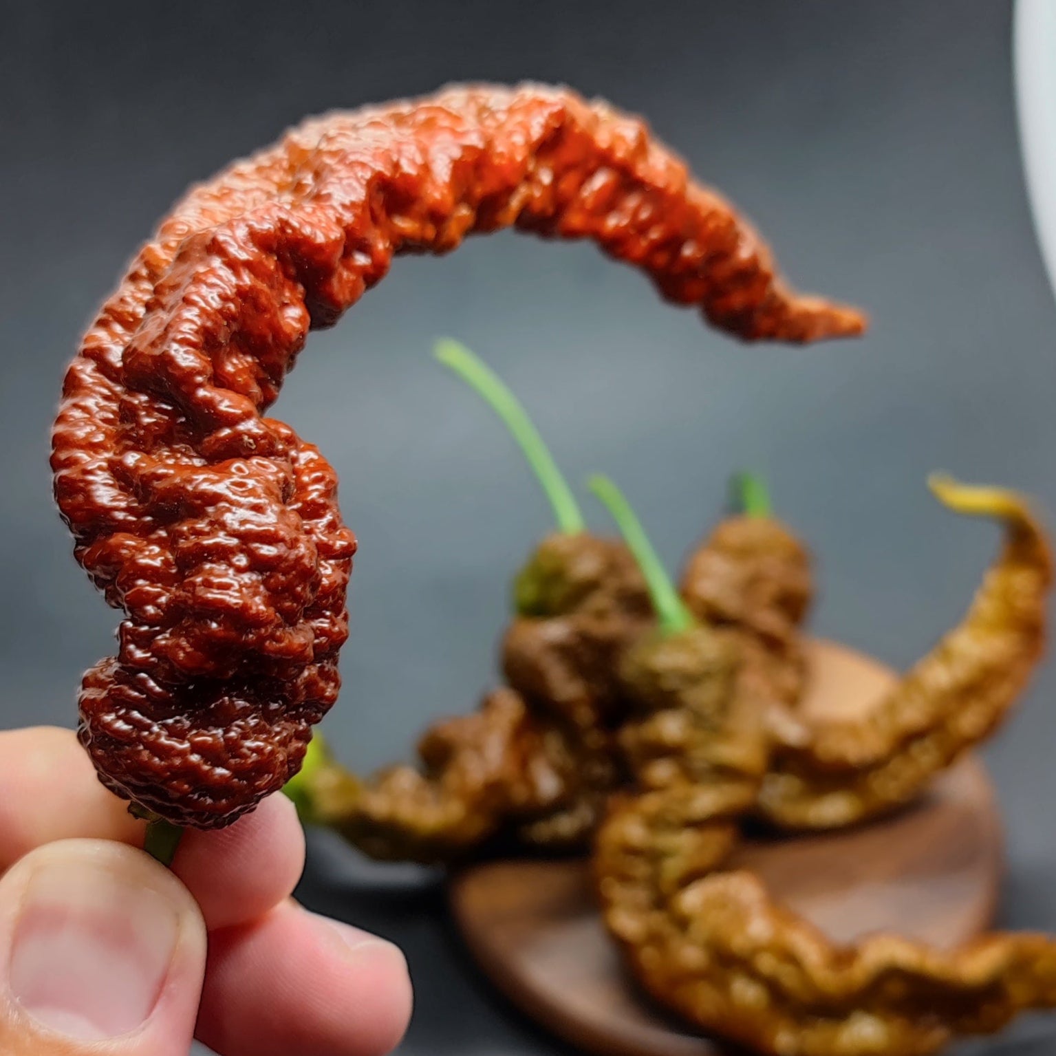A hand holds a wrinkled, reddish-brown Chocolate Primotalii chili pepper from PepperMerchant.net, displaying its curved shape. In the background, more superhot peppers and seeds are blurred on a dark surface.