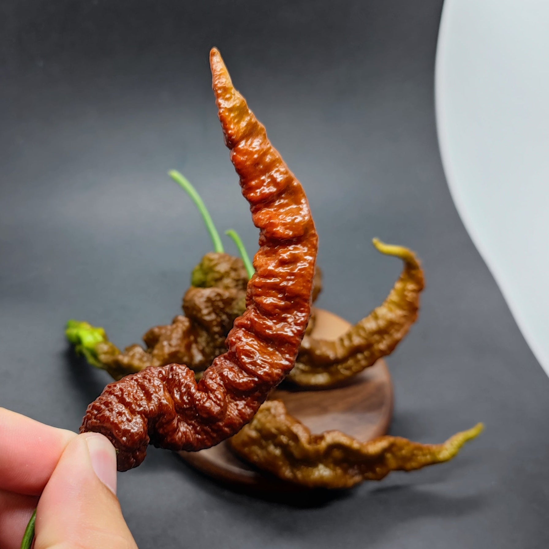A hand holds a long, wrinkled, reddish-brown Chocolate Primotalii chili pepper by PepperMerchant.net, with more superhot pepper seeds and similar peppers scattered on a dark surface in the background.