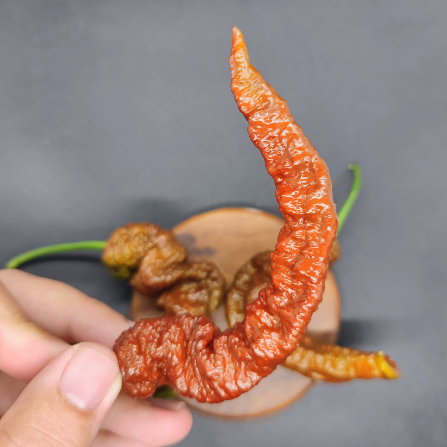 A hand holds a long, wrinkled Chocolate Primotalii chili pepper from PepperMerchant.net; more superhot pepper varieties are displayed on a small round wooden plate in the background against a dark surface.