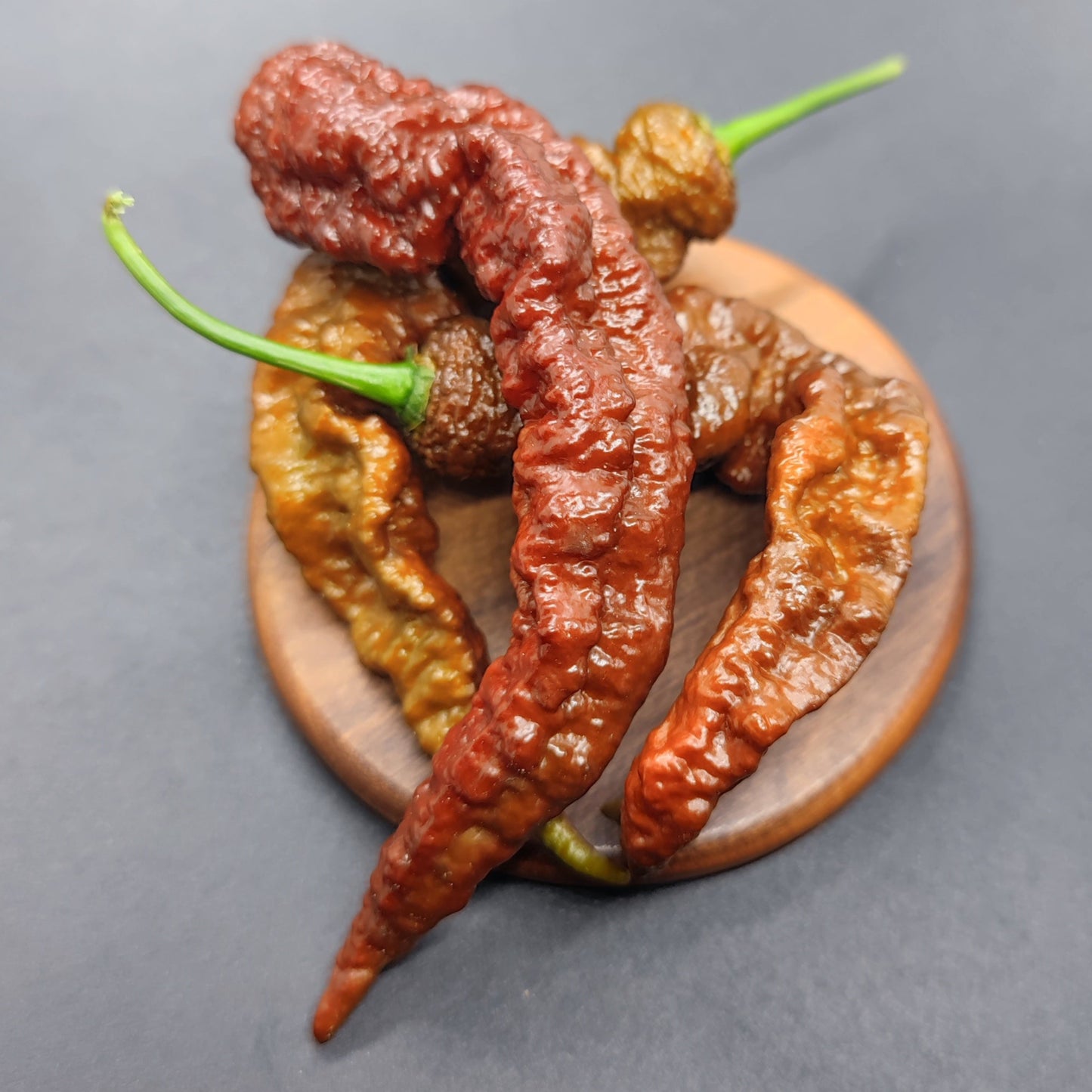 Four wrinkled, reddish-brown Chocolate Primotalii chili peppers from PepperMerchant.net with green stems rest on a small round wooden plate against a dark gray background—showcasing these rare superhot seeds.