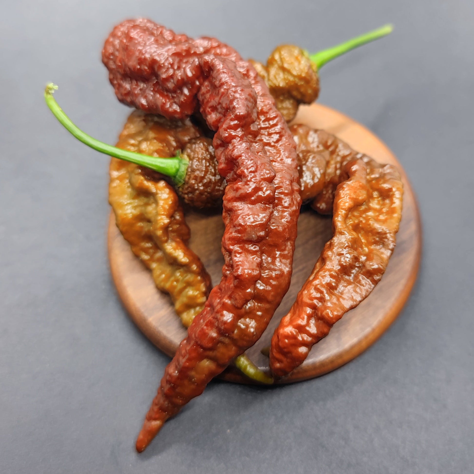 Four wrinkled, reddish-brown Chocolate Primotalii chili peppers from PepperMerchant.net with green stems rest on a small round wooden plate against a dark gray background—showcasing these rare superhot seeds.
