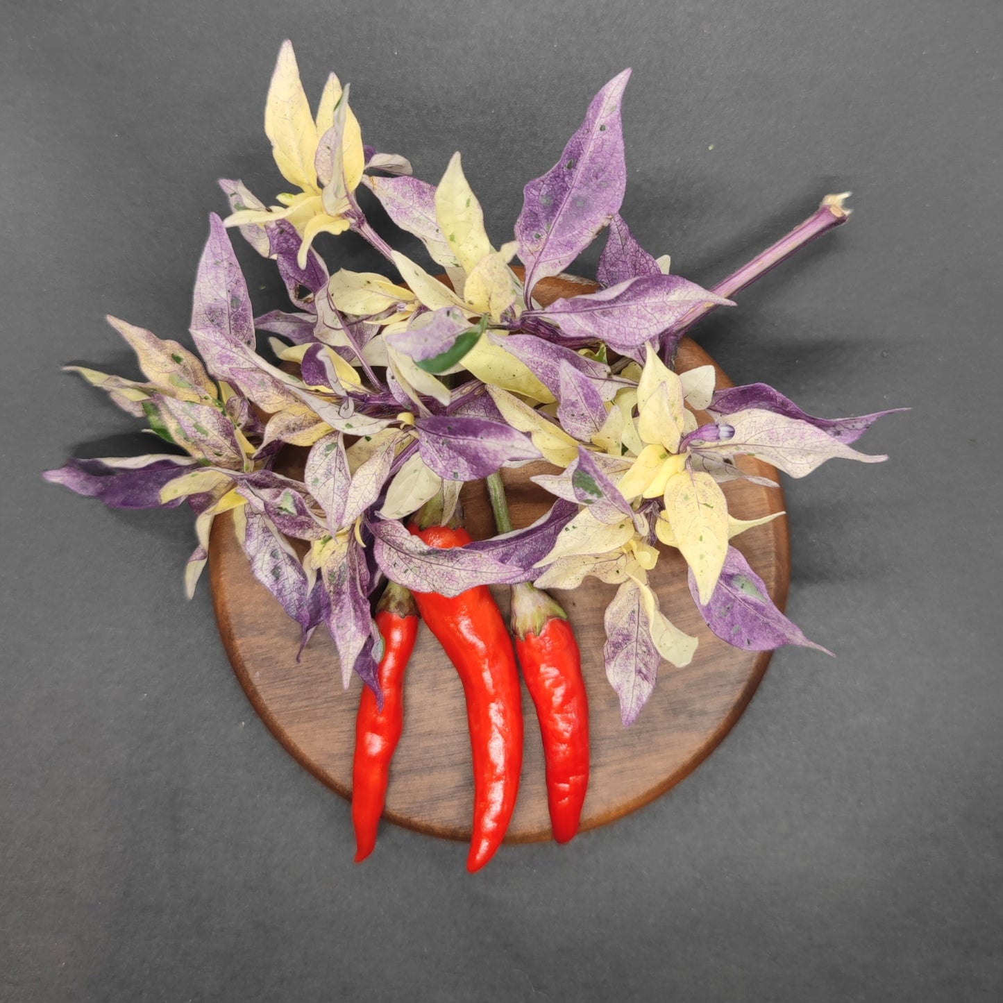 Three Purple Variegated Thai chili peppers from PepperMerchant.net, with stems attached, rest on a round wooden plate accented by variegated purple and yellow leaves—an eye-catching display set against a dark background.