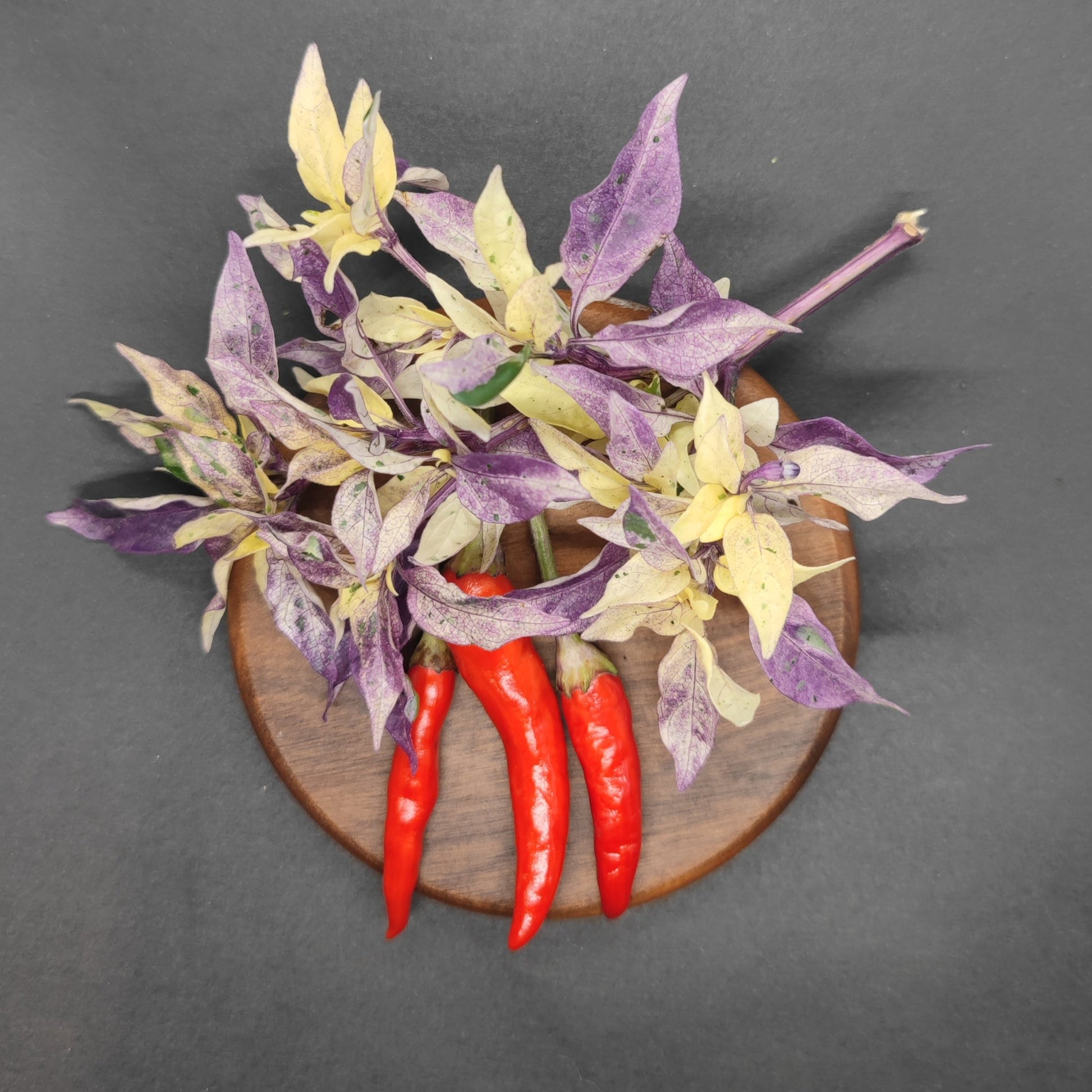Three Purple Variegated Thai chili peppers from PepperMerchant.net, with stems attached, rest on a round wooden plate accented by variegated purple and yellow leaves—an eye-catching display set against a dark background.