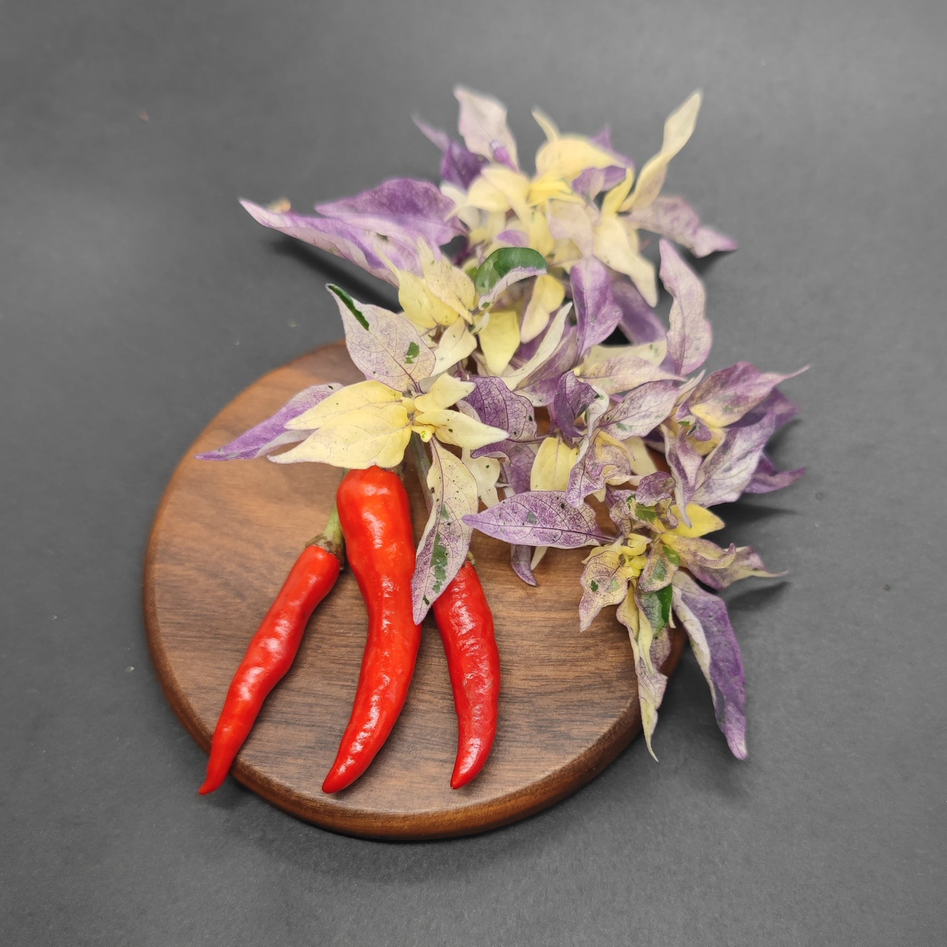 Three Purple Variegated Thai mild chili peppers and their striking purple and cream leaves from PepperMerchant.net are arranged on a round wooden board against a dark background.