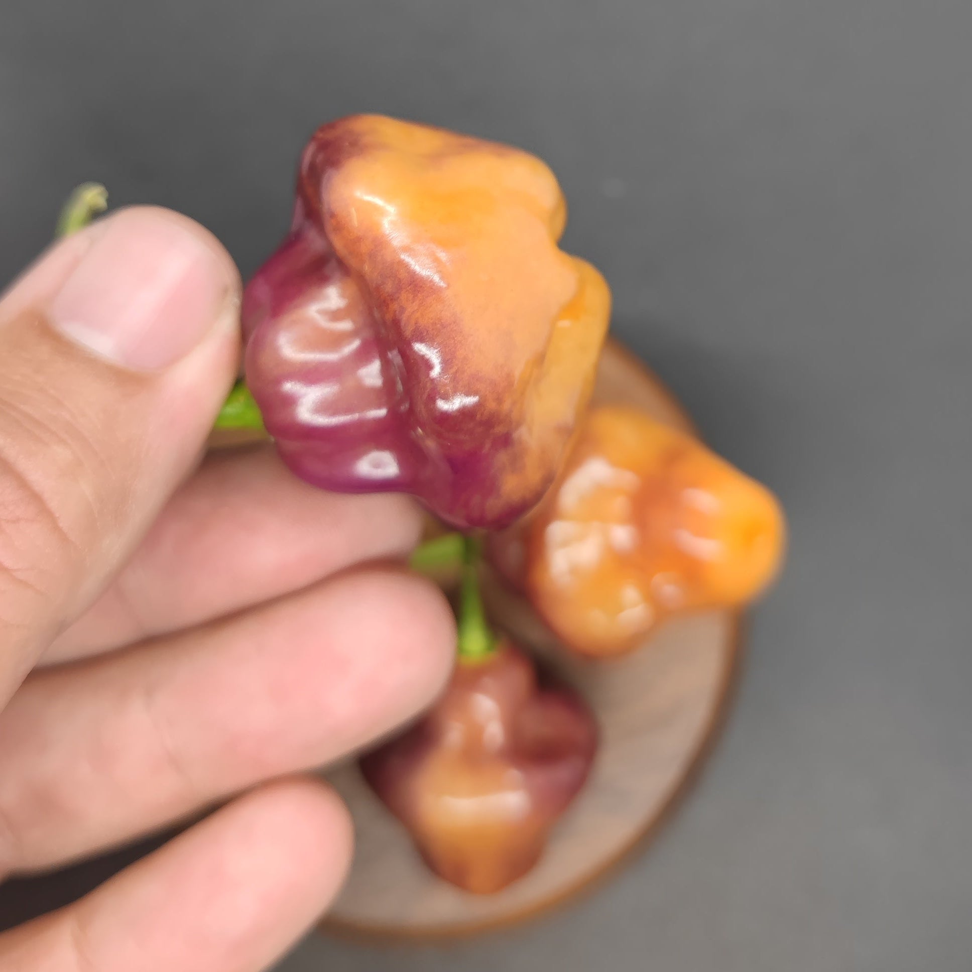 A hand holds a Peach Cheiro Roxa pepper from PepperMerchant.net, displaying orange, purple, and red hues and a fruity flavor, with two similar mild peppers on a wooden surface in the background.