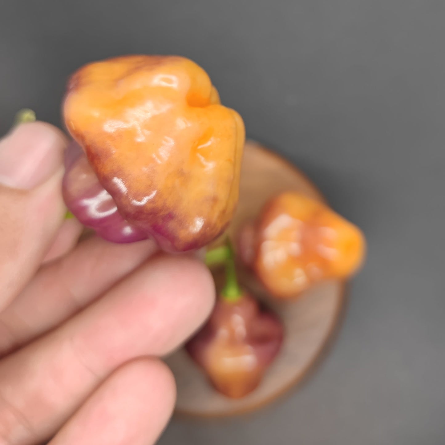A hand holds a glossy Peach Cheiro Roxa pepper by PepperMerchant.net, showing orange and purple hues; two more mild Peach Cheiro Roxa peppers rest on a small wooden plate in the background on a dark surface.