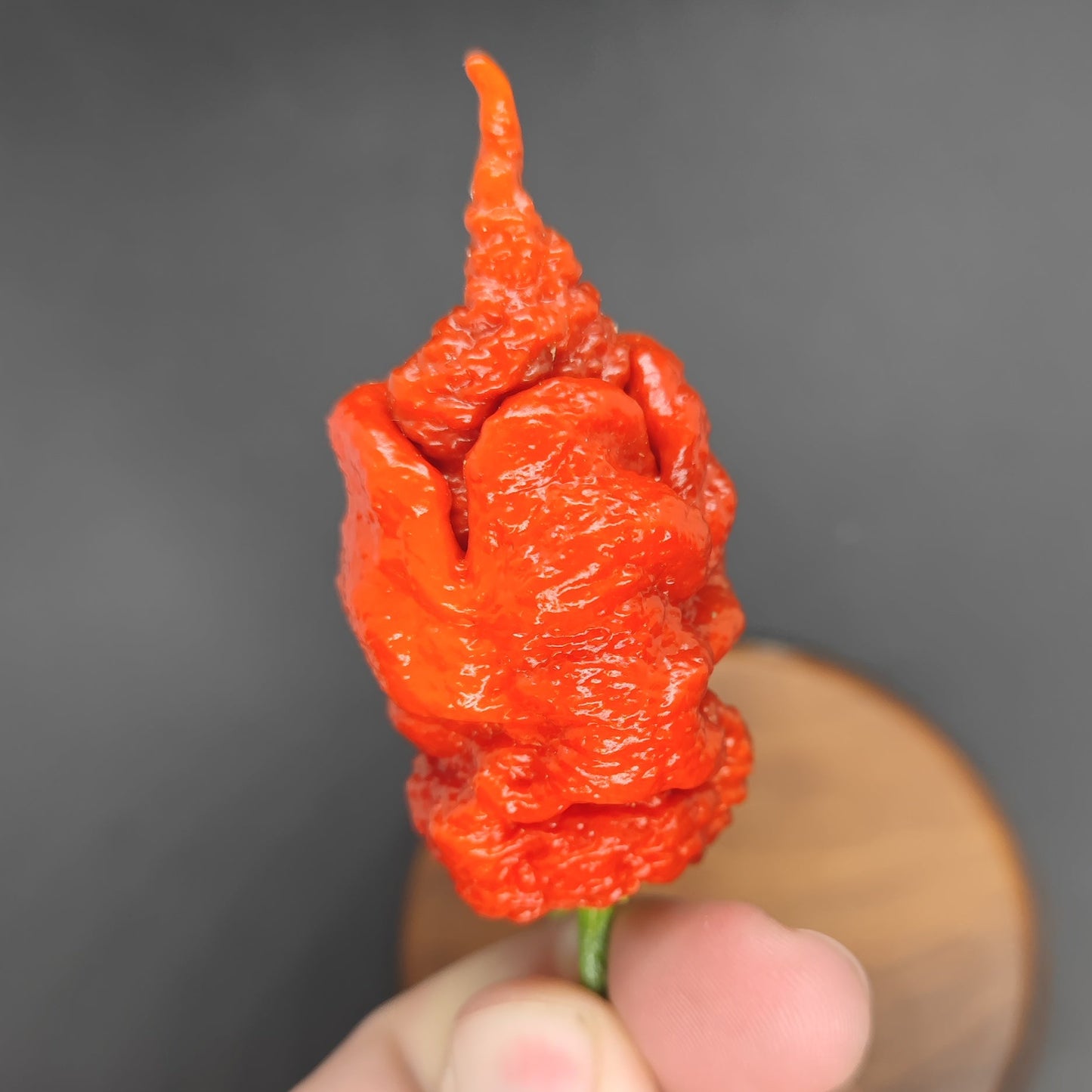 A hand displays a vibrant, wrinkled Tiberius Mauler pepper from PepperMerchant.net, its glossy red skin and pointed tip standing out against a dark blurred background.