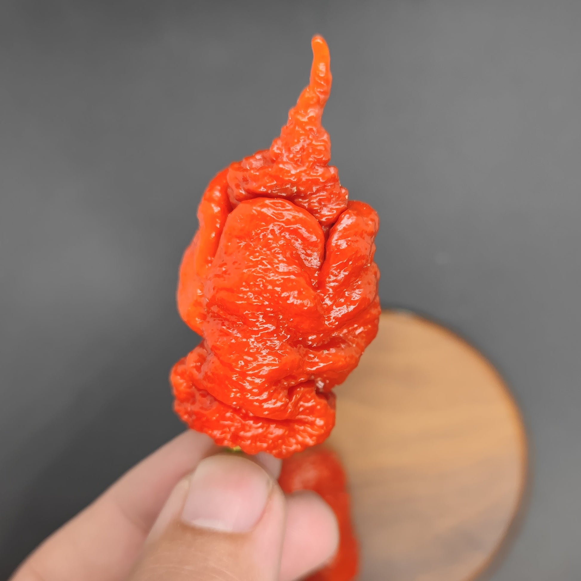 A hand holds a single bright red, wrinkled Tiberius Mauler pepper from PepperMerchant.net against a blurred dark background, showcasing its bumpy texture and pointed tip—grown from premium superhot seeds.