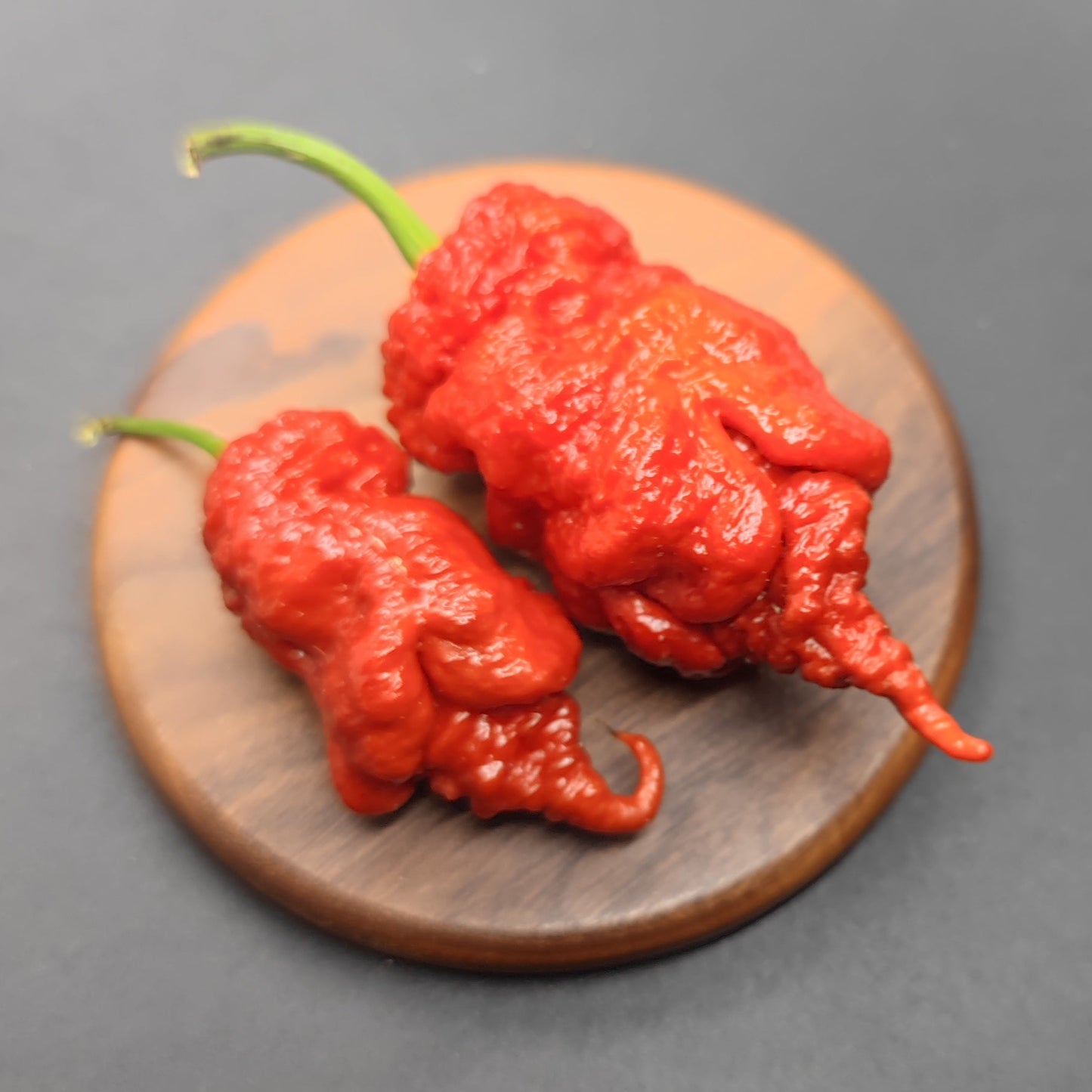 Two vibrant Tiberius Mauler chili peppers from PepperMerchant.net, with striking wrinkled skin and green stems, rest on a round wooden surface set against a dark background.