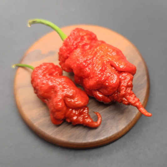 Two vibrant Tiberius Mauler chili peppers from PepperMerchant.net, with striking wrinkled skin and green stems, rest on a round wooden surface set against a dark background.
